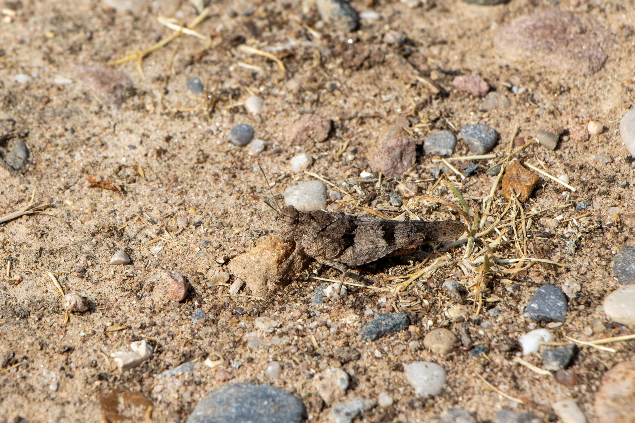 Blauflügelige Ödlandschrecke/Oedipoda caerulescens (Foto: B. Budig)