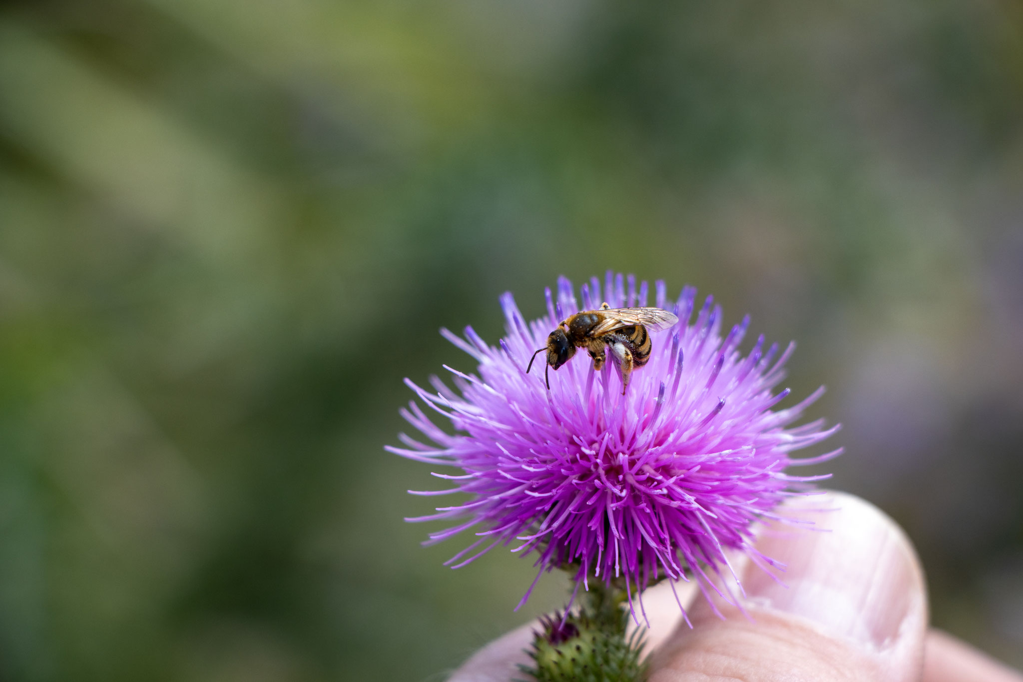 Gelbbindige Furchenbiene/Halictus scabiosae (Foto: B. Budig)