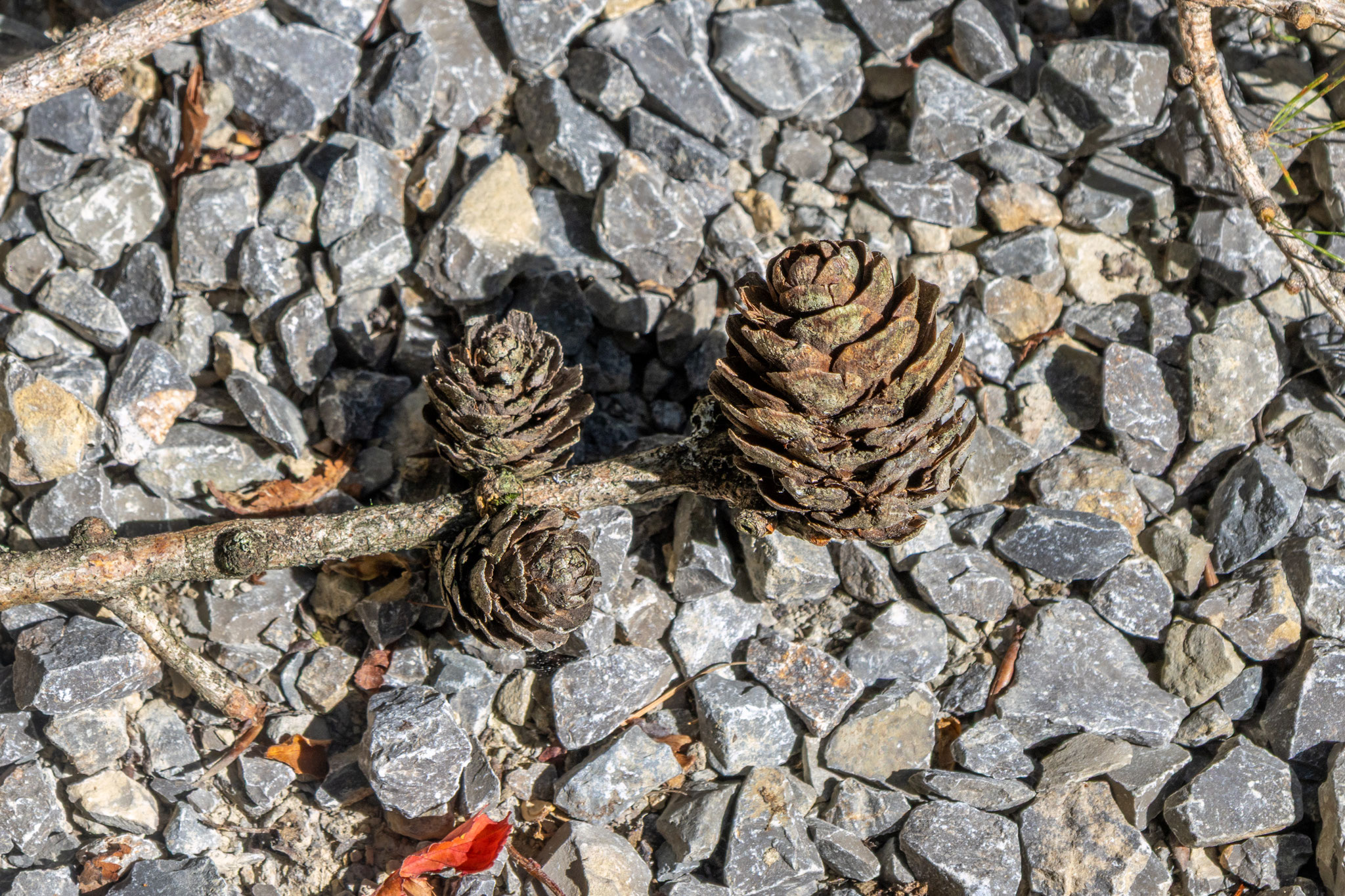 Lärchen-Zapfen (Foto: B. Budig)