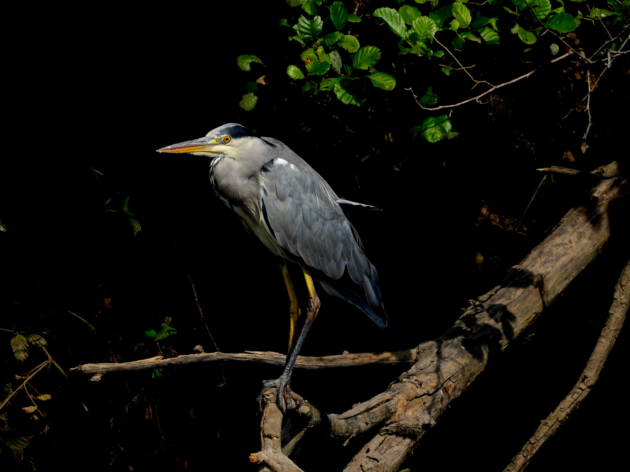 Graureiher/Ardea cinerea (Foto: Dorothea Koch)
