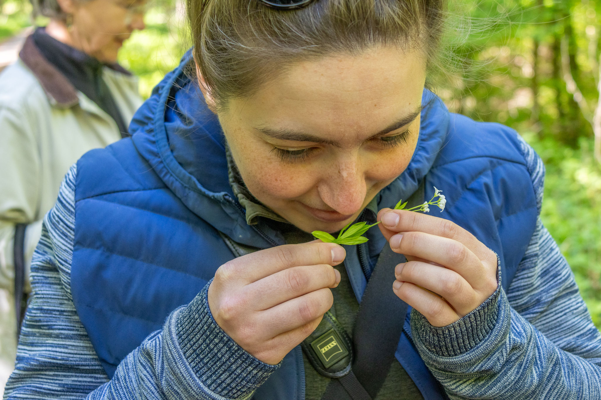 Wie riecht Waldmeister? (Foto: B. Budig)