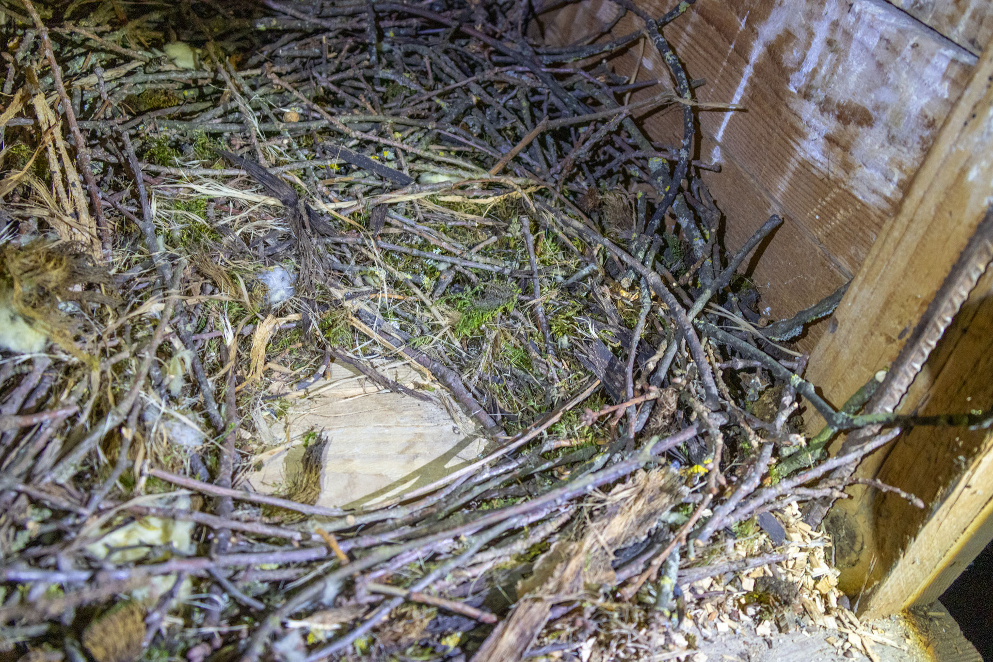 Nistkuhle (Foto: B. Budig)