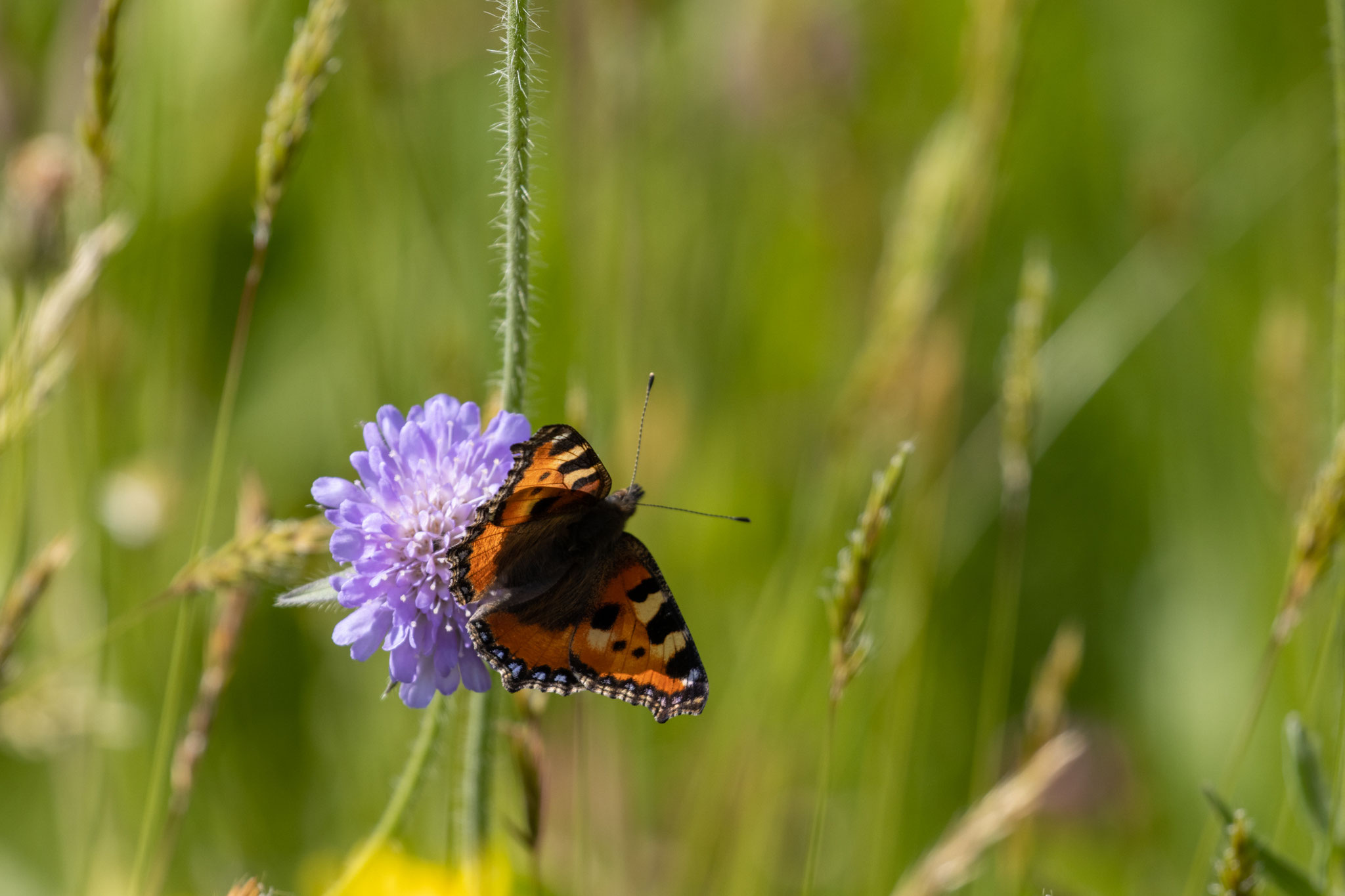 Kleiner Fuchs/Aglais urticae (Foto: B. Budig)