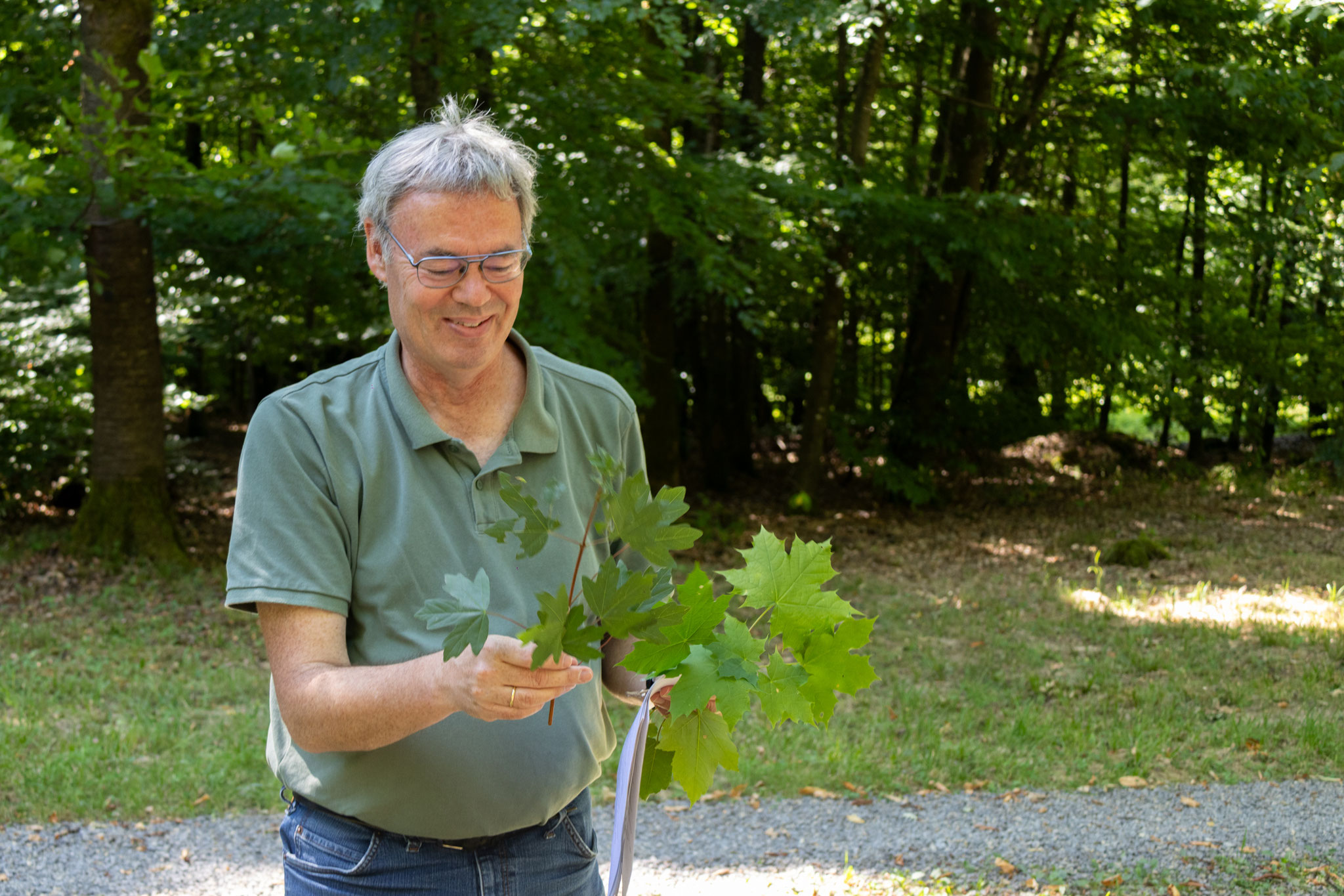 Spitz-, Berg- und Feldahorn im Vergleich (Foto: B. Budig)