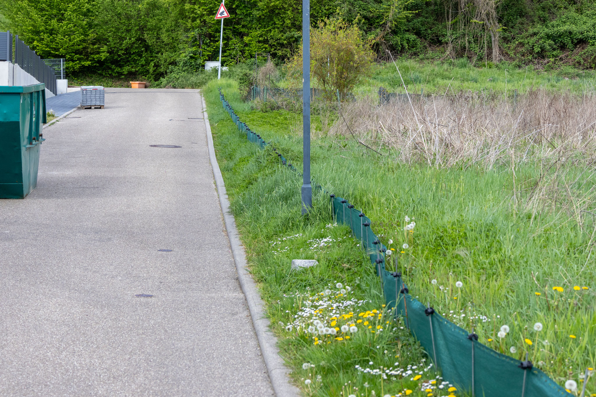 Teilweise eingewachsener Amphibienzaun (Foto: H. Budig)