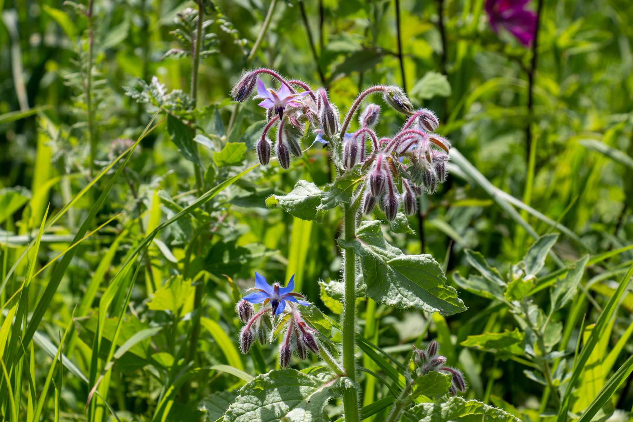 Borretsch (Borago officinalis) (BB)