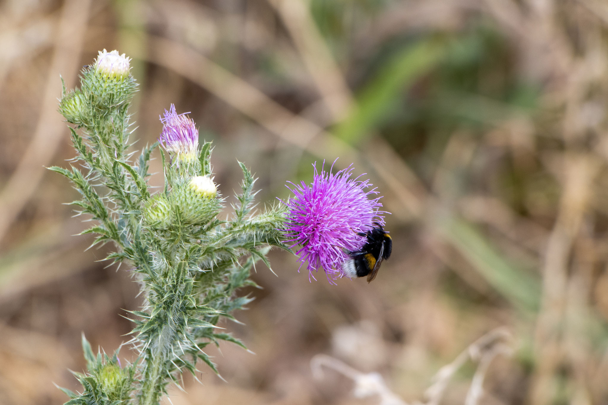 Erdhummel an Gewöhnlicher Kratzdistel/Cirsium vulgare (Foto: B. Budig)