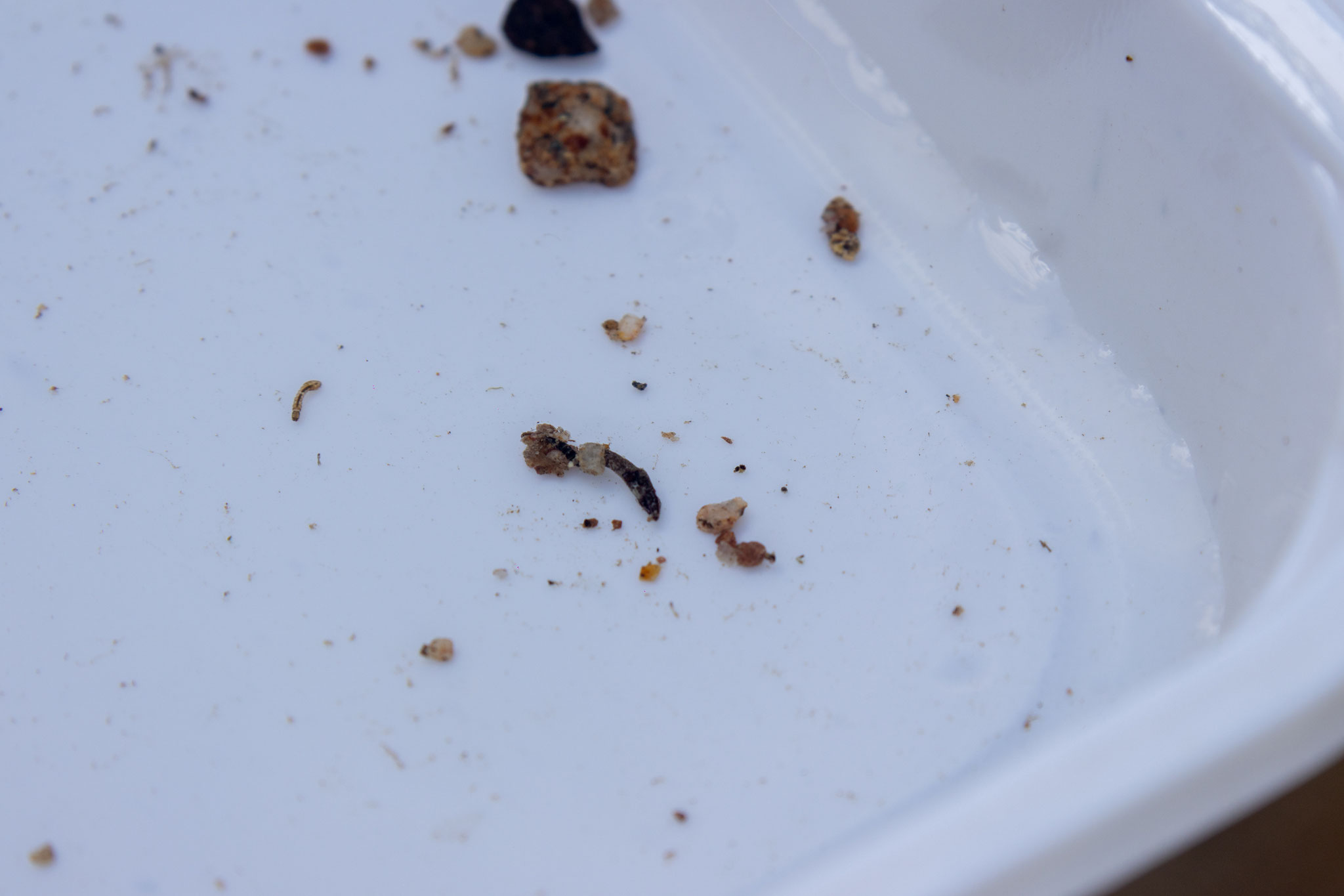 Köcherfliegenlarve mit begonnenem Köcher (Foto: H. Budig)