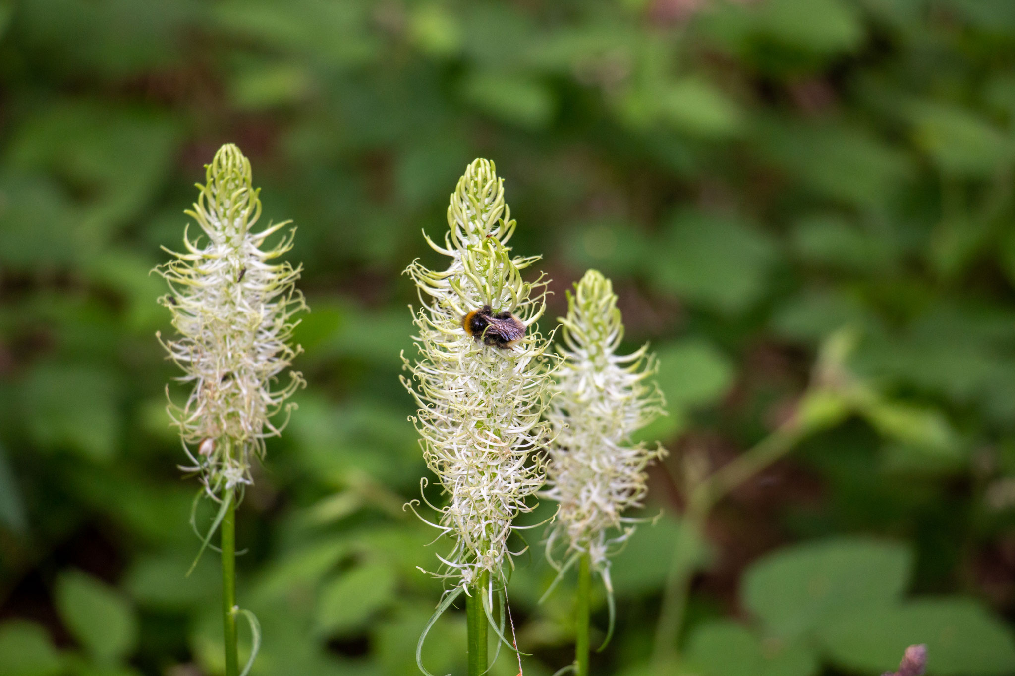 Ährige Teufelskralle/Phyteuma spicatum (Foto: B. Budig)