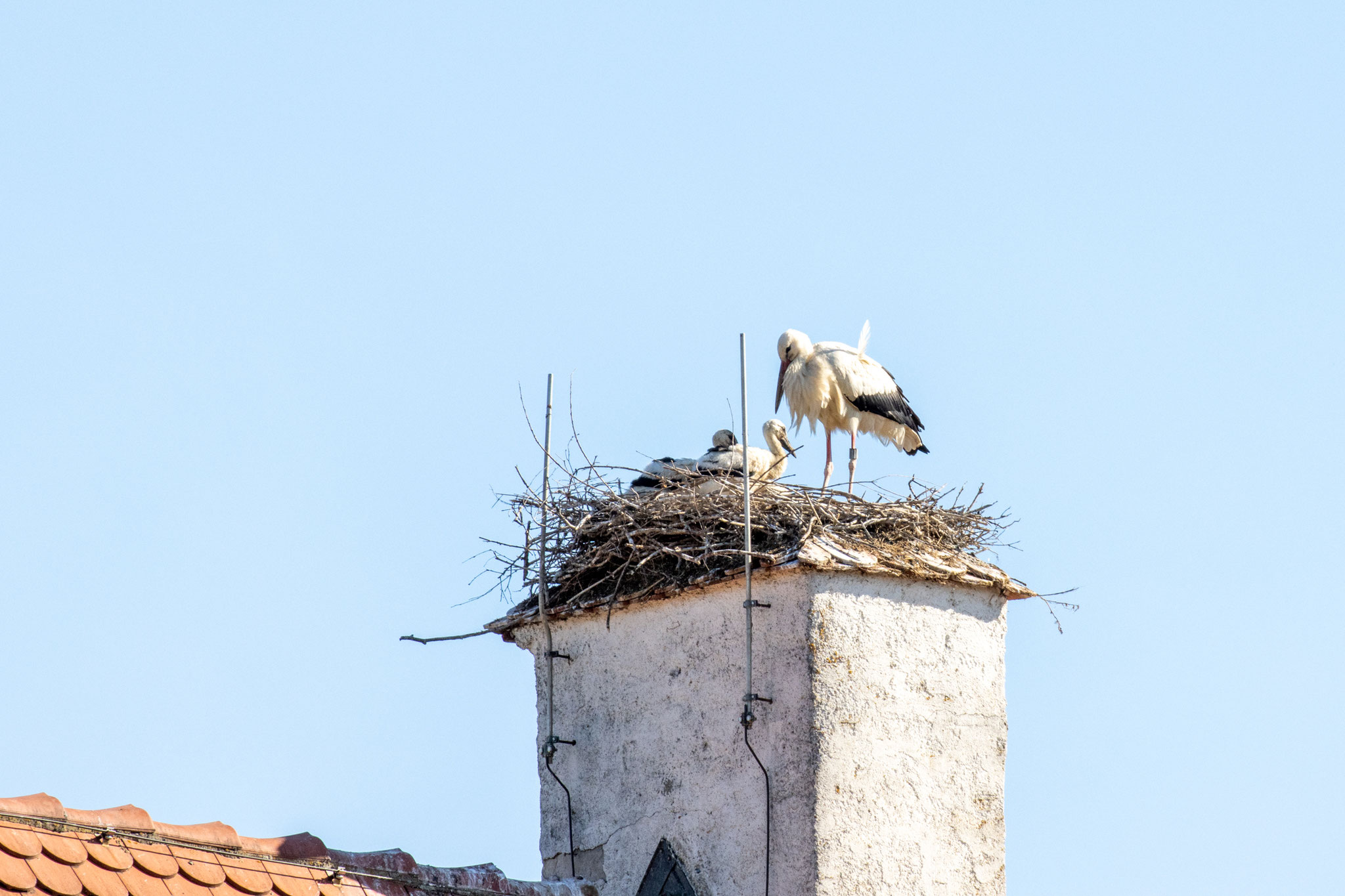 Storchenhorst (Foto: B. Budig)