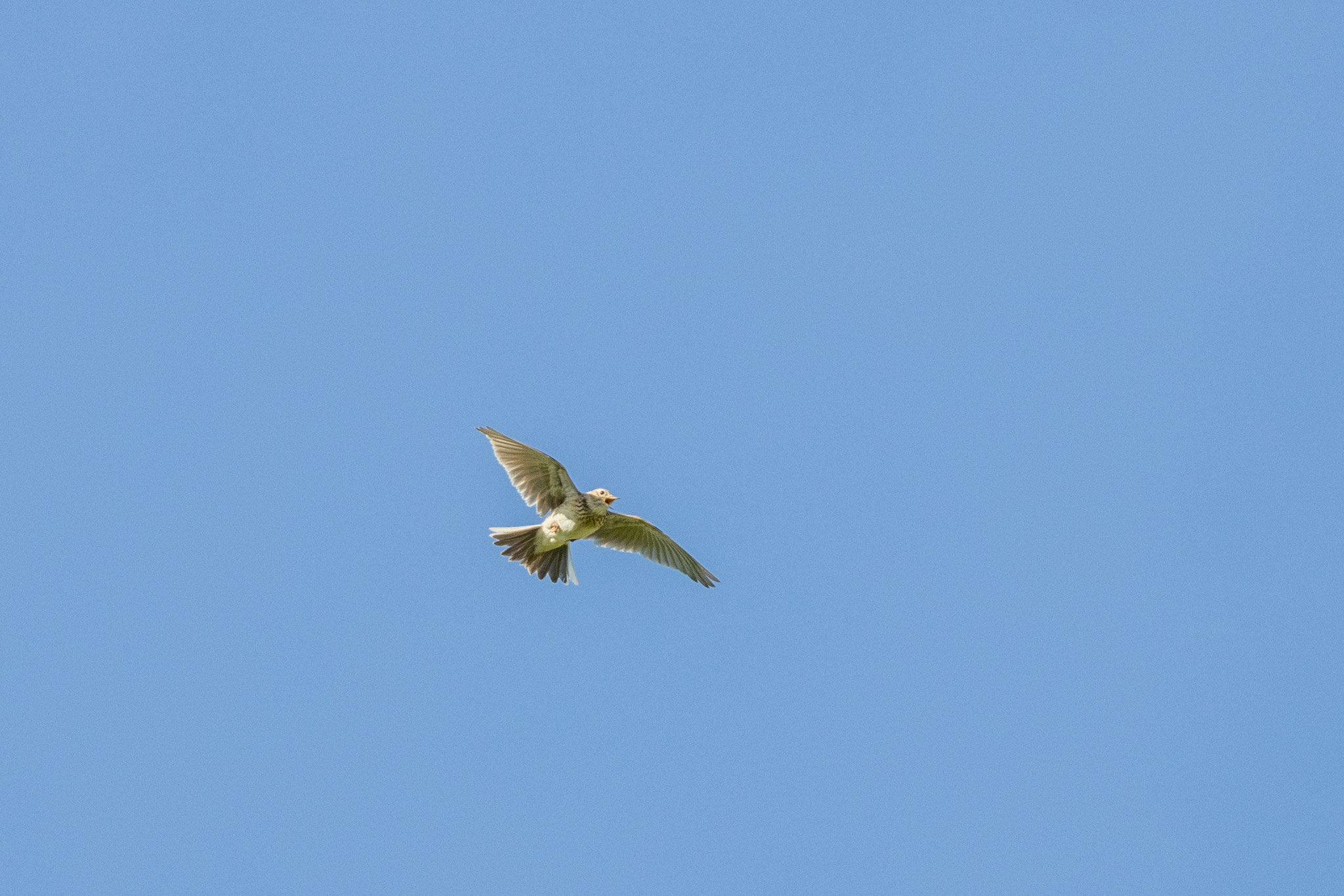 Feldlerche/Alauda arvensis im Singflug (Foto: B. Budig)