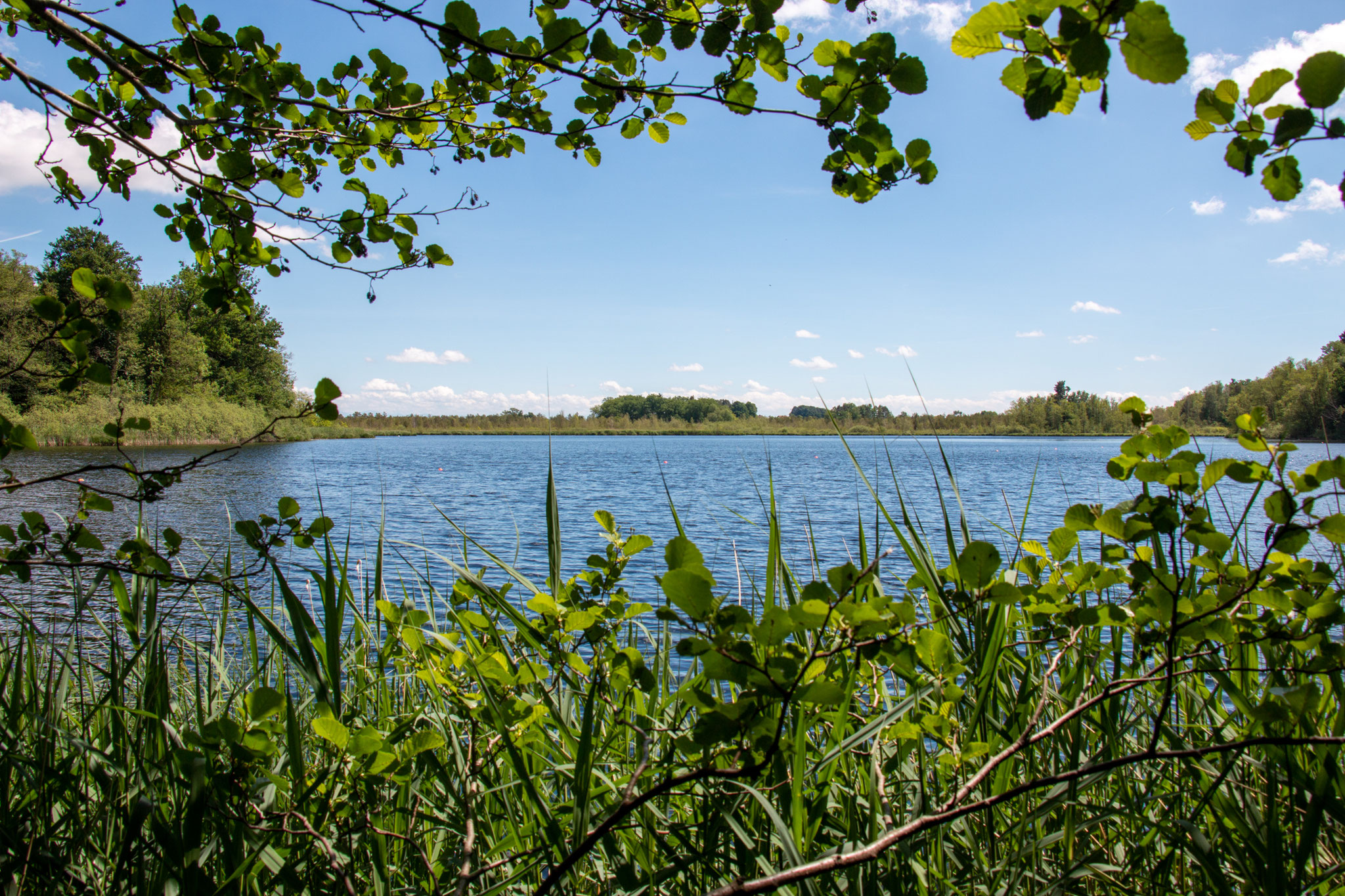 Ausblick auf den Häcklerweiher (Foto: B. Budig)