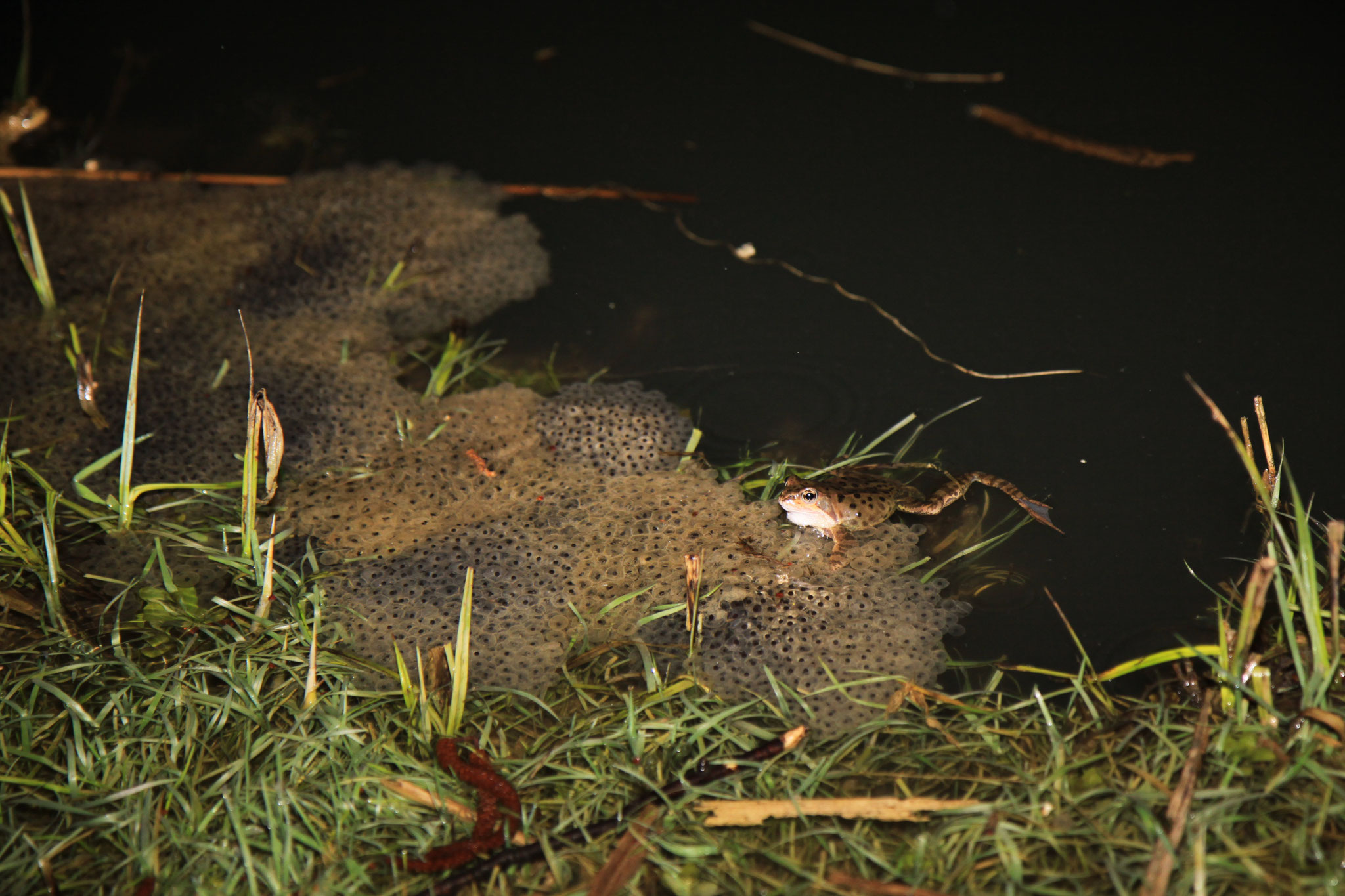 Knurrendes Grasfrosch-Männchen auf Grasfrosch-Laichballen im Forstwaldteich (Foto: B. Budig)