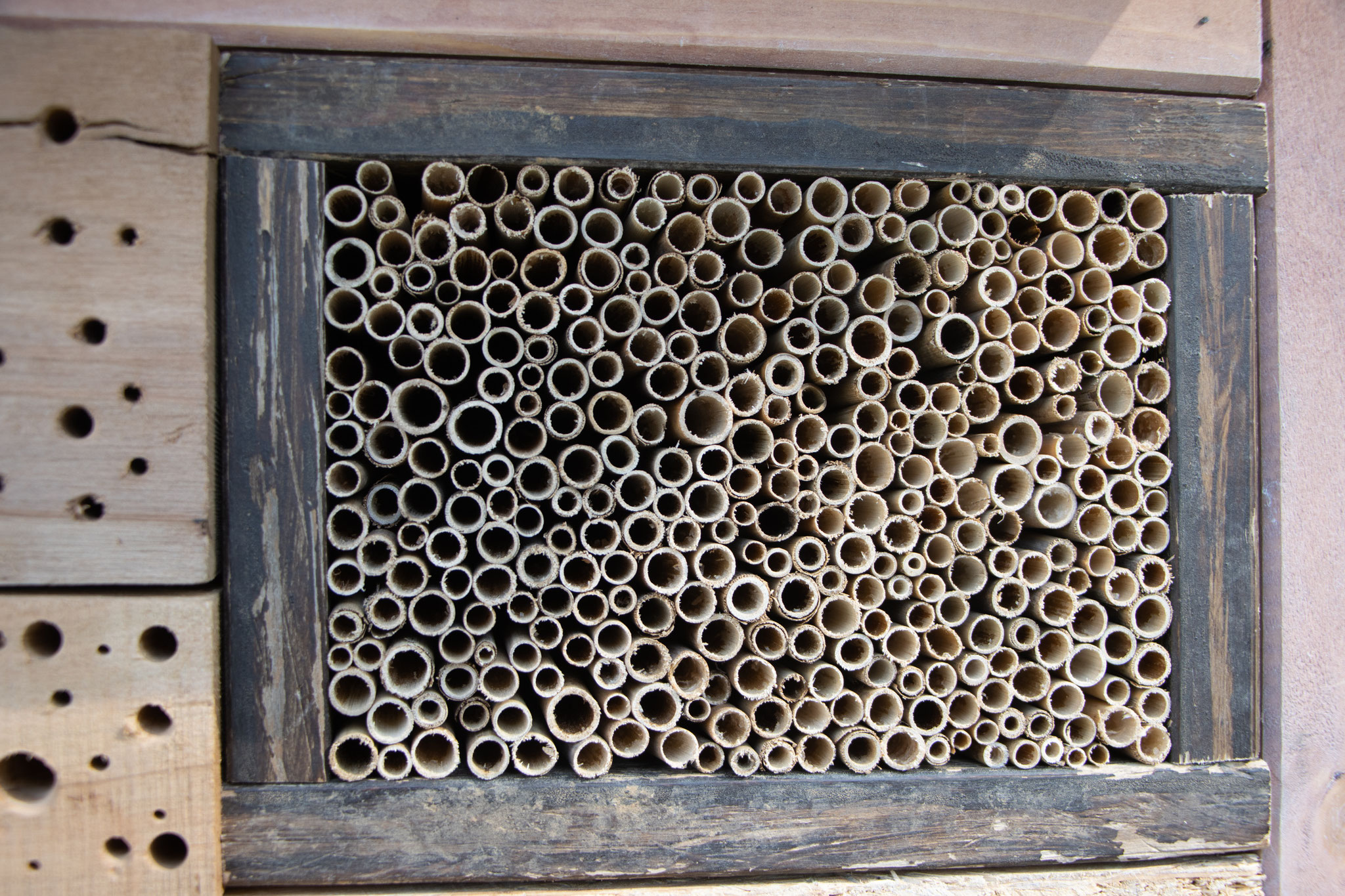 Zugeschnittene und gesäuberte Schilfhalme (Foto: H. Budig)