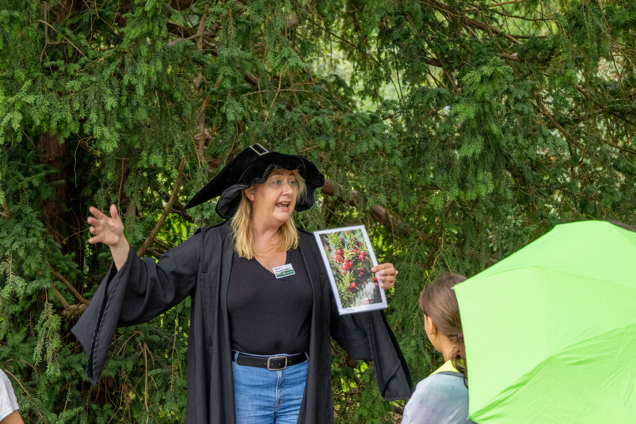 Ein Hexenkraut: Die giftige Eibe (Foto: B. Budig)