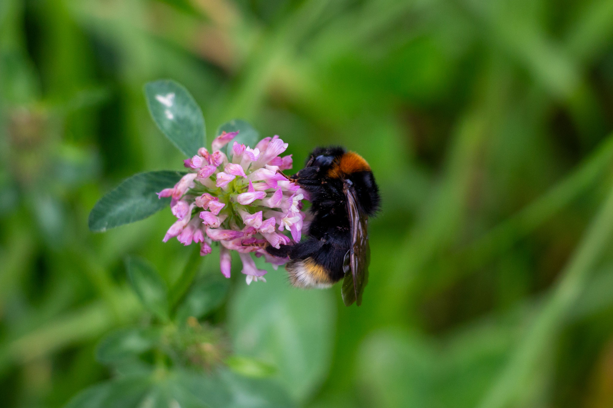 Gefleckte Kuckuckshummel/Bombus vestalis an Rotklee/Trifolium pratense (Foto: B. Budig)