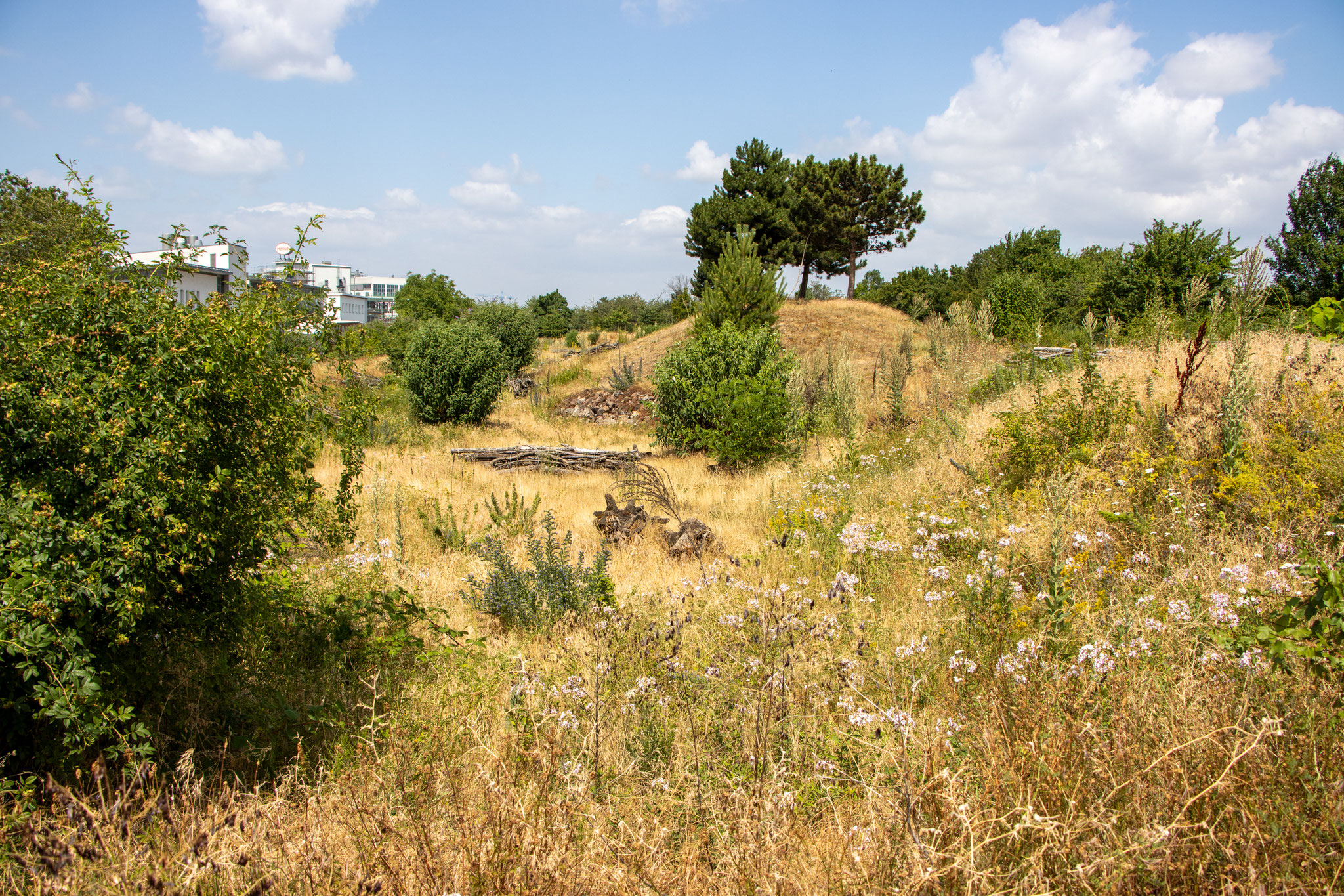 Ausgleichsfläche (Foto: B. Budig)