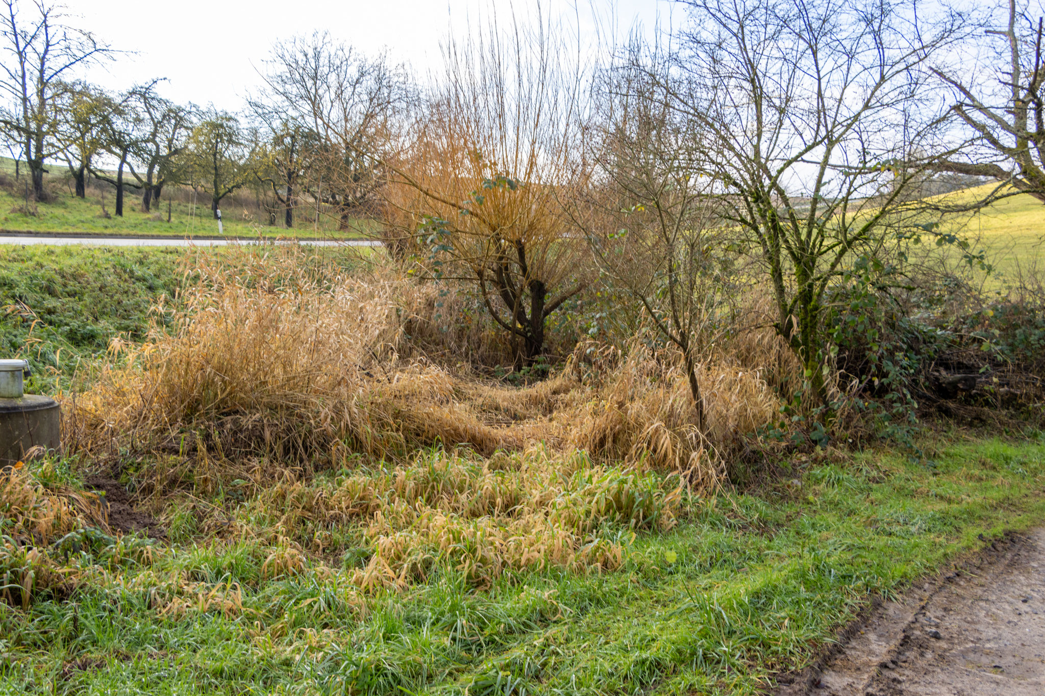Brombeer- und Gräserbewuchs vor dem Mähen (Foto: B. Budig)