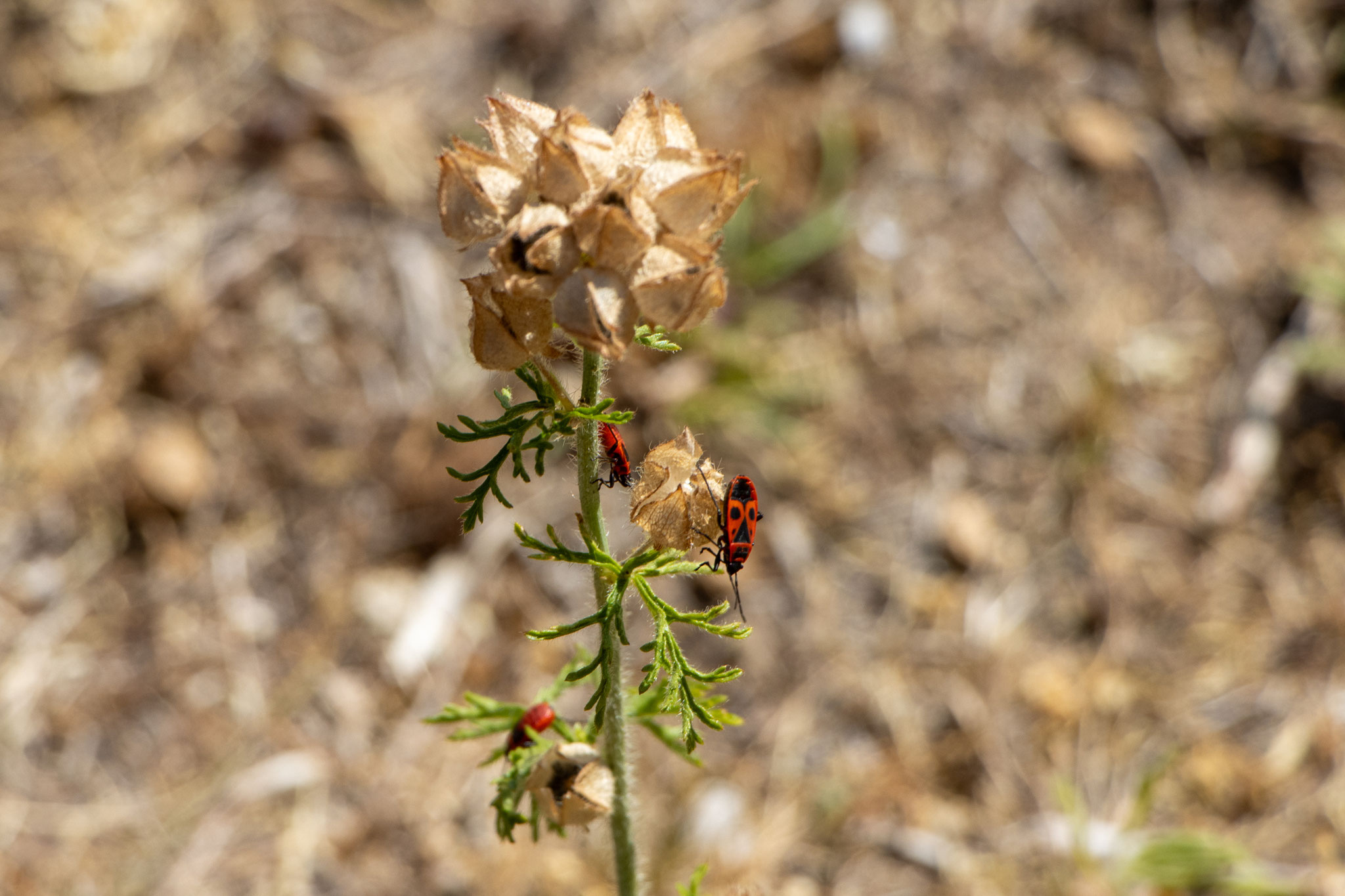 Gemeine Feuerwanze/Pyrrhocoris apterus (Foto: B. Budig)