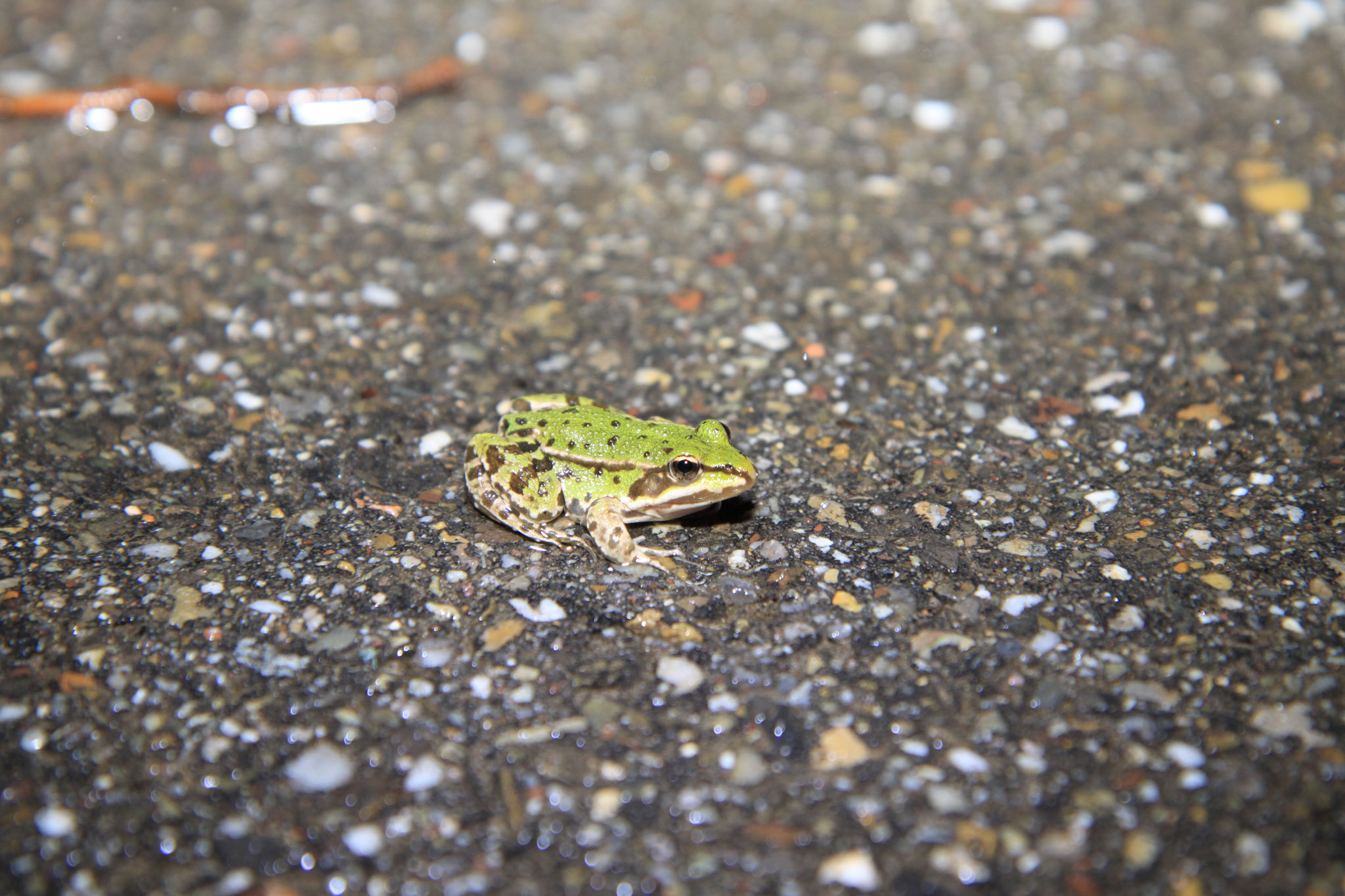 Erstaunlicherweise haben wir auch einen Vertreter des Grünfrosch-Komplexes (Kleiner Teichfrosch oder Wasserfrosch) auf der Erlenstraße gesichtet (Foto: B. Budig)