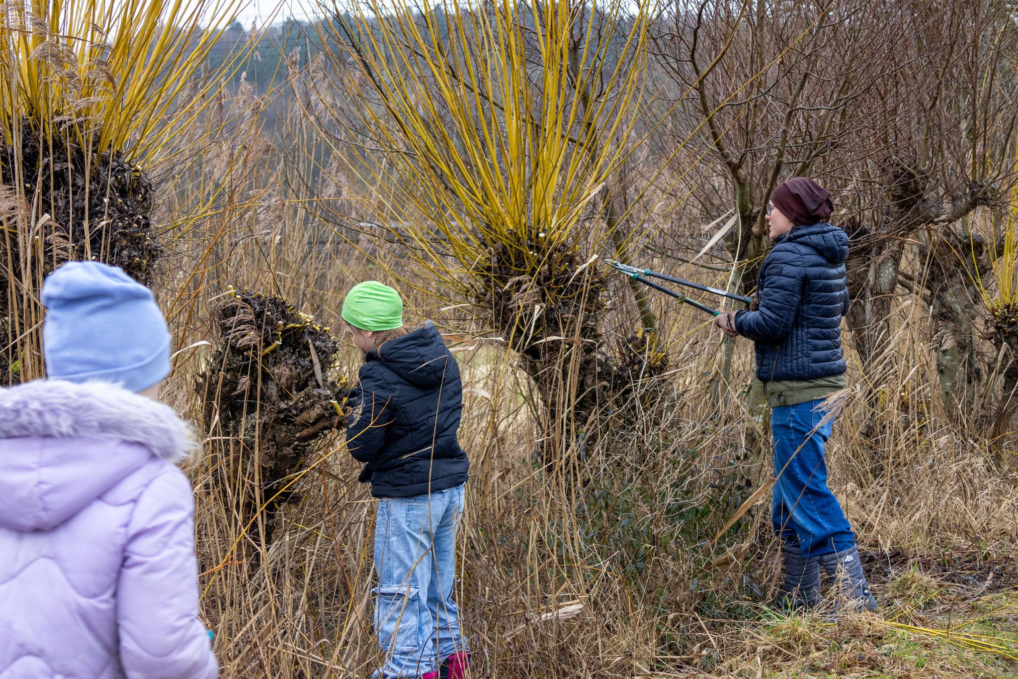 Die Kopfweiden bekommen eine neue "Frisur" (Foto: Merle Link)