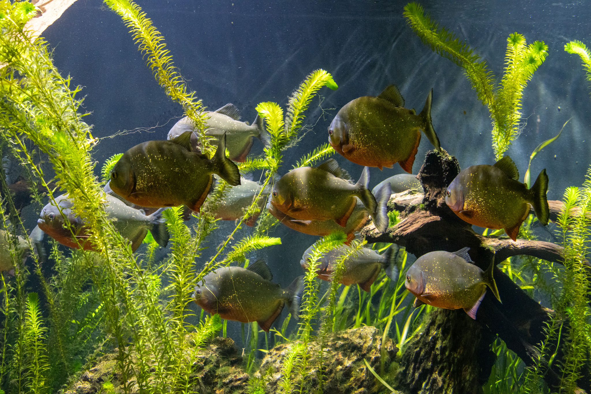 Piranahs im Schwarm (Foto: B. Budig)