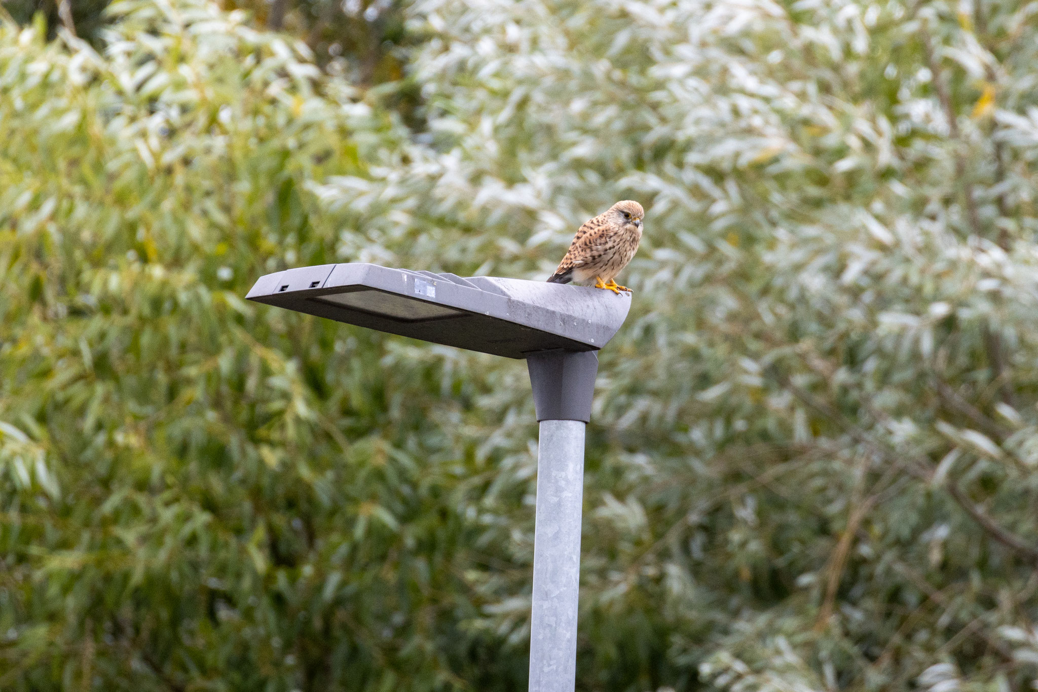 Turmfalke (Foto: B. Budig)