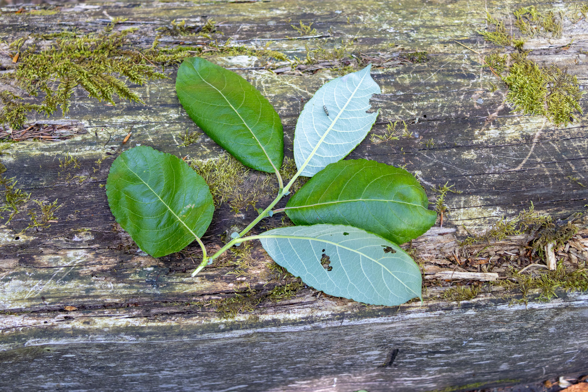 Blätter Sal-Weide/Salix caprea (Foto: B. Budig)
