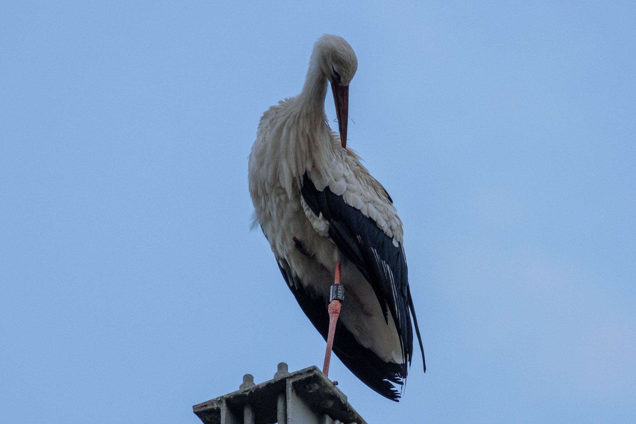 Weißstorch mit der Ringnummer "DER AEK71" am 21. Juli 2025 (Foto: H. Budig)