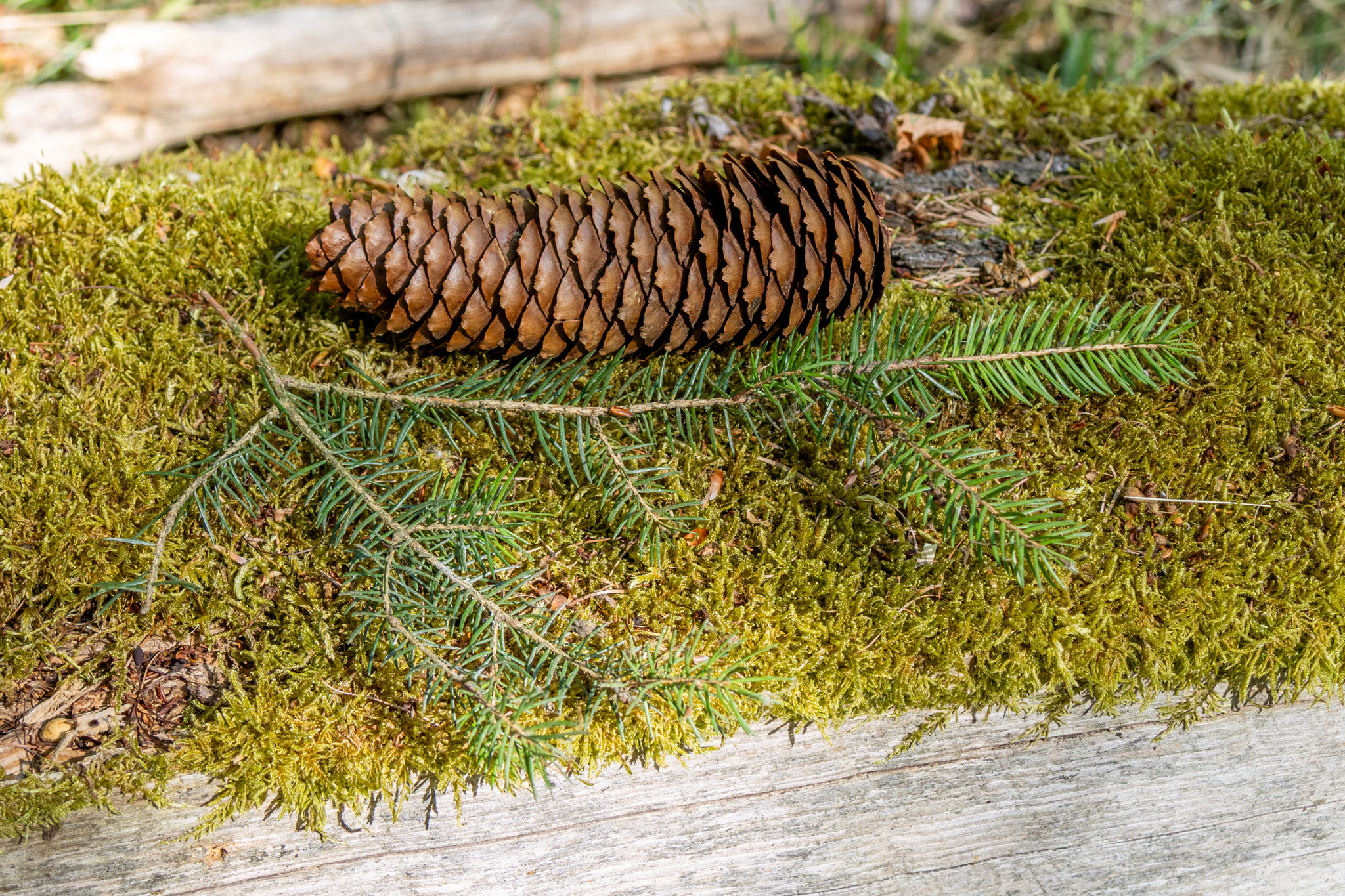 Fichtenzeig mit Zapfen (Foto: B. Budig)