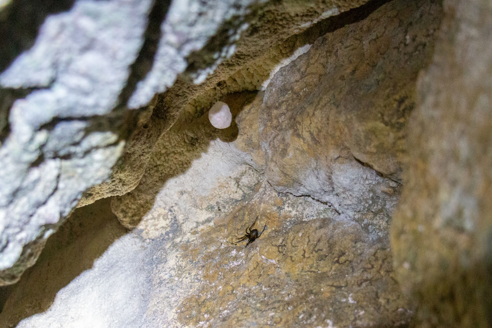 Höhlenspinne (Foto: Henrike Budig)