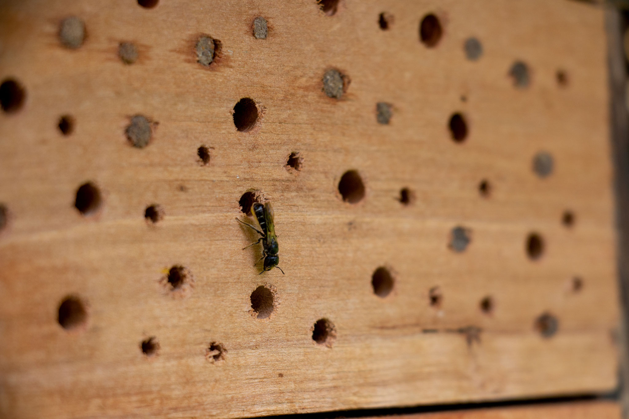 Gewöhnliche Löcherbiene [Heriades truncorum] (Foto: B. Budig)