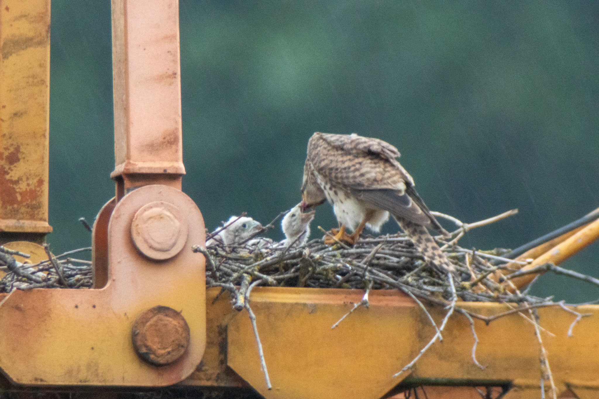 Jungvogelfütterung am 04.06.20 (Foto: B. Budig)