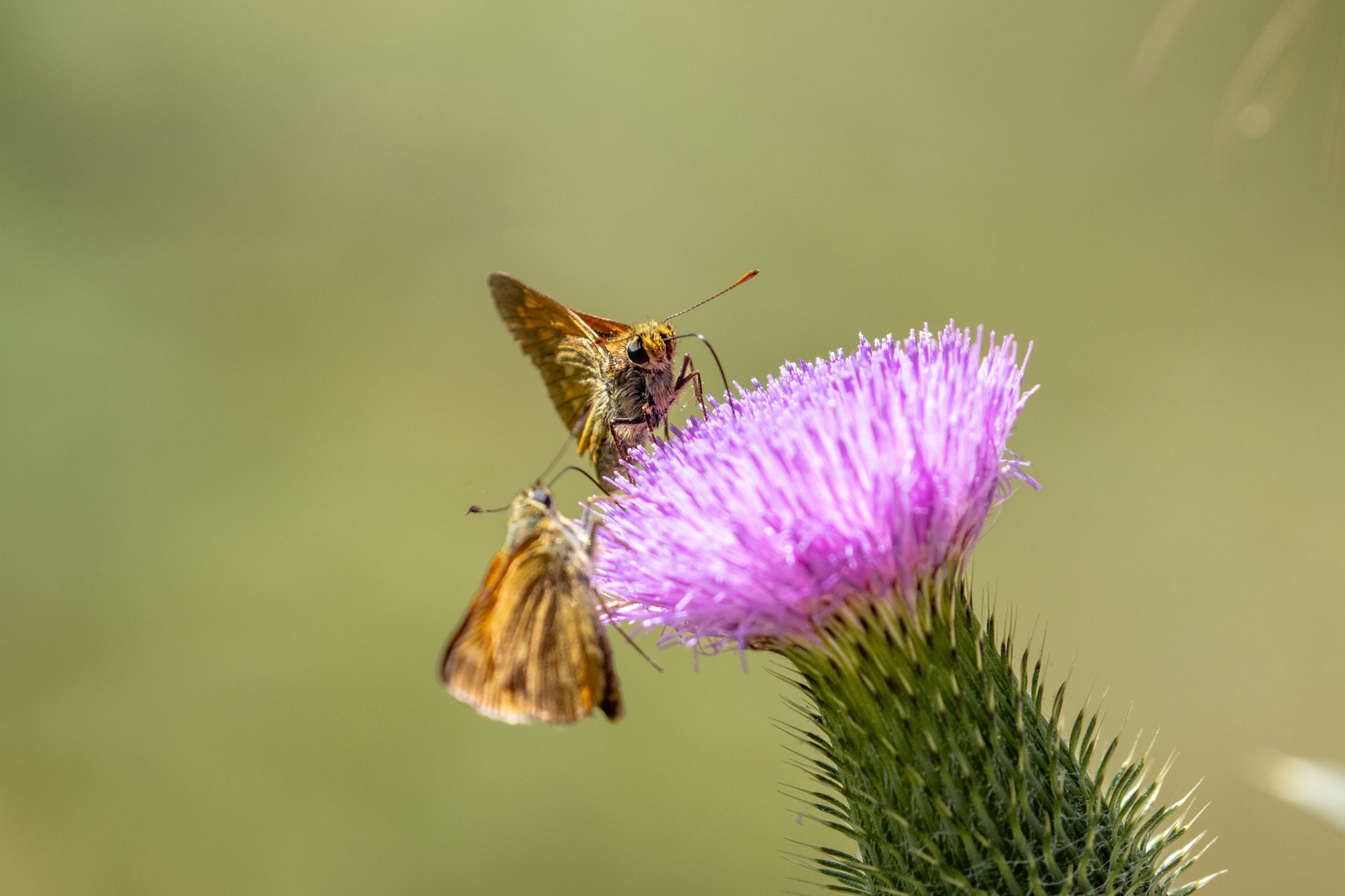 Rostfarbige Dickkopffalter/Ochlodes sylvanus (Foto: B. Budig)