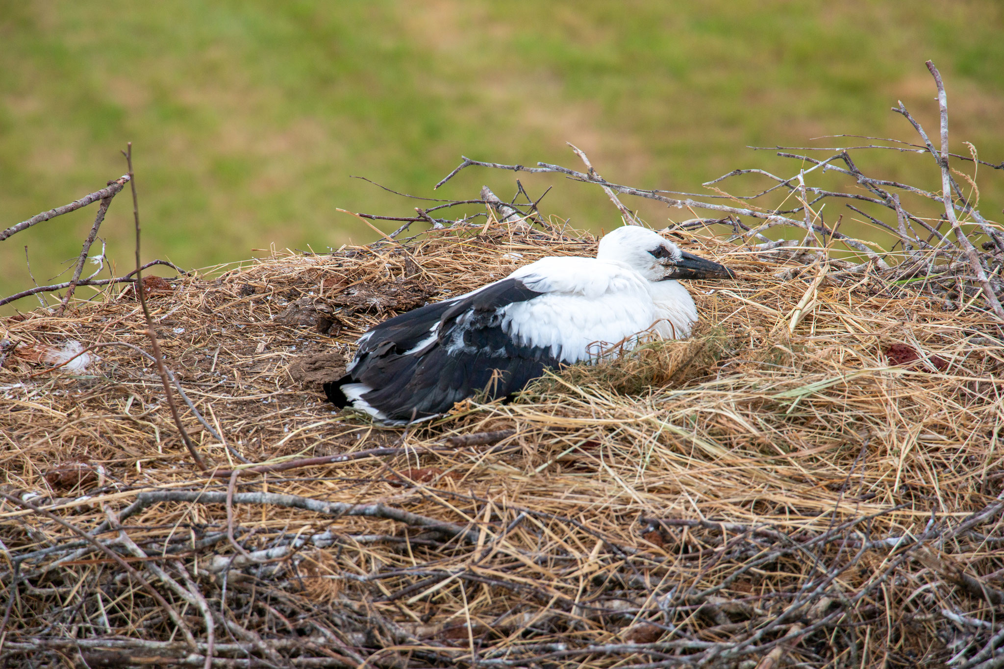 Der Jungstorch sitzt ruhig im Nest (Foto: Bernhard Budig)