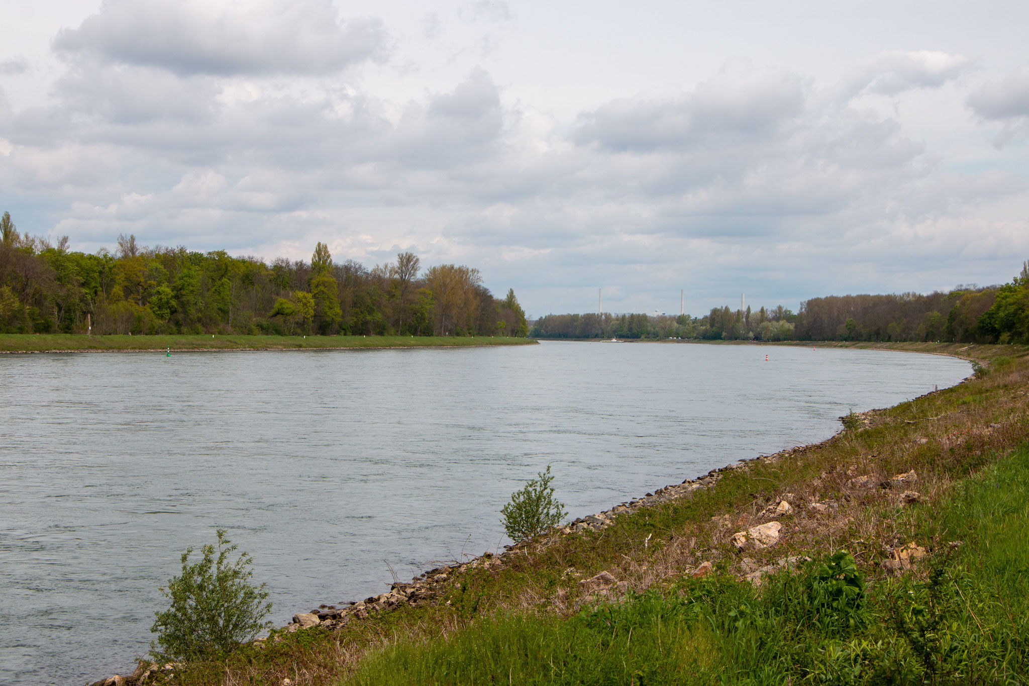 Der neue Rhein mit Blick auf Speyer (Foto: B. Budig)