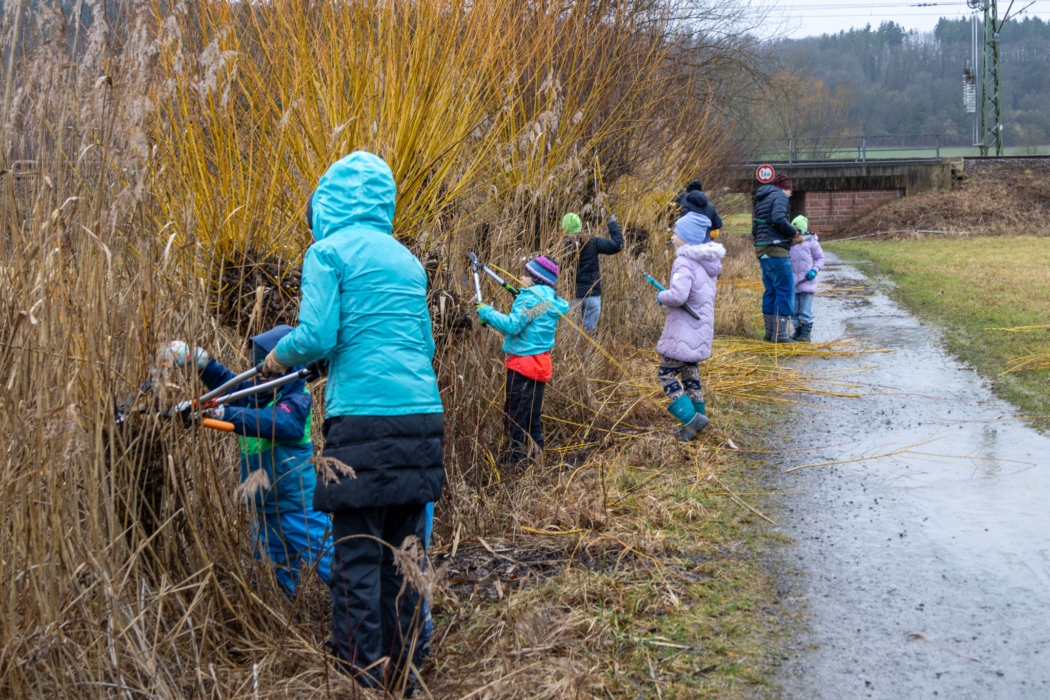 Trotz des Regens wird fleißig geschnitten (Foto: B. Budig)