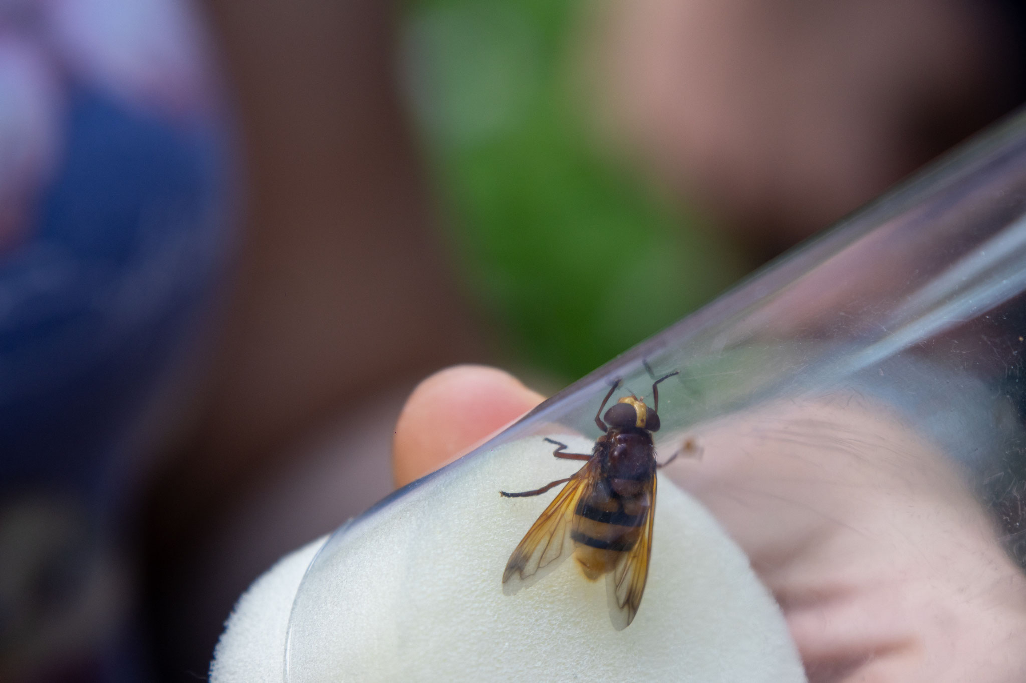 Hornissenschwebfliege/Volucella zonaria (Foto: B. Budig)