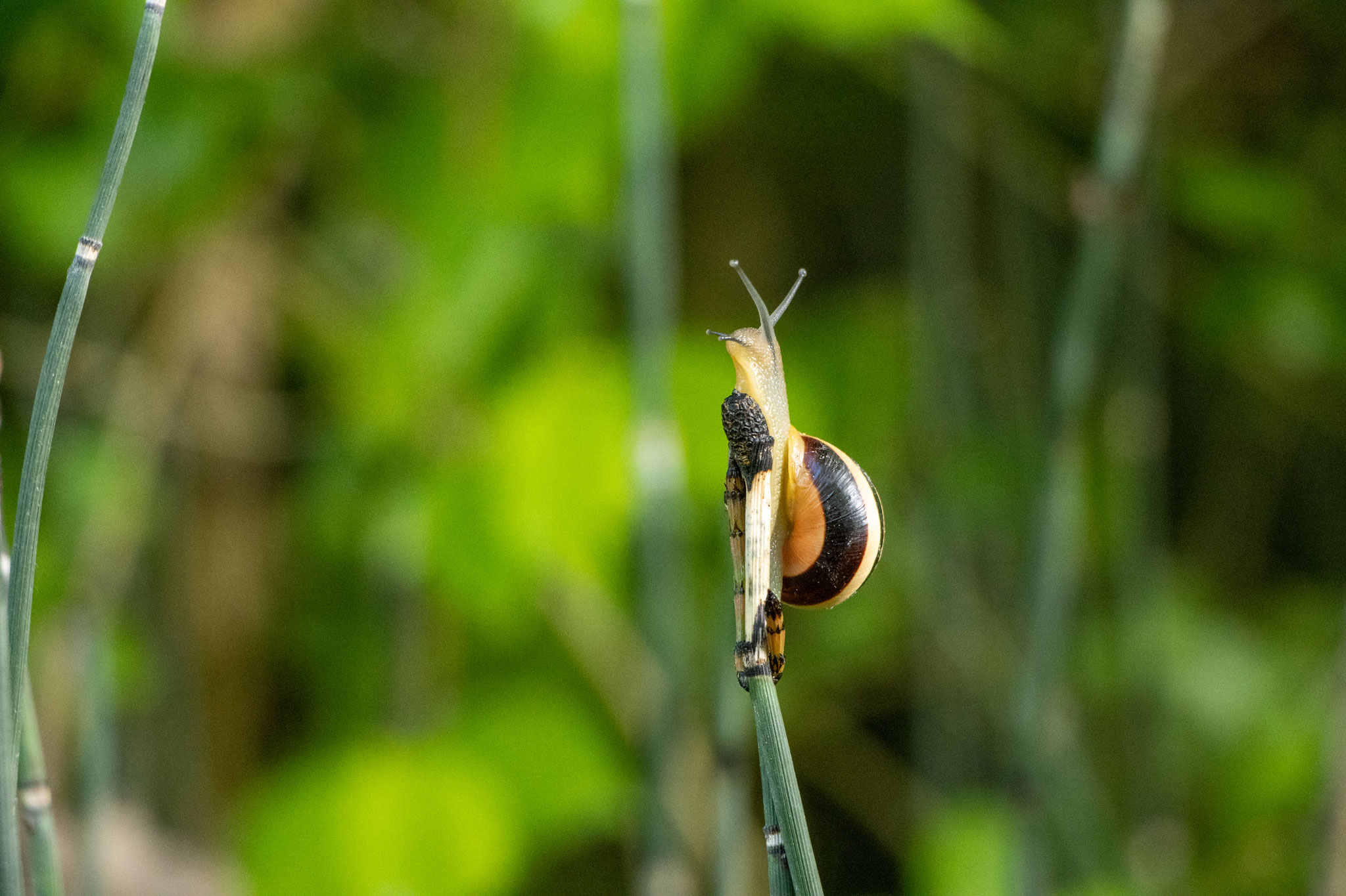 Garten-Schnirkelschnecke/Cepaea hortensis auf Winterschachtelhalm/Equisetum hyemale (Foto: B. Budig)