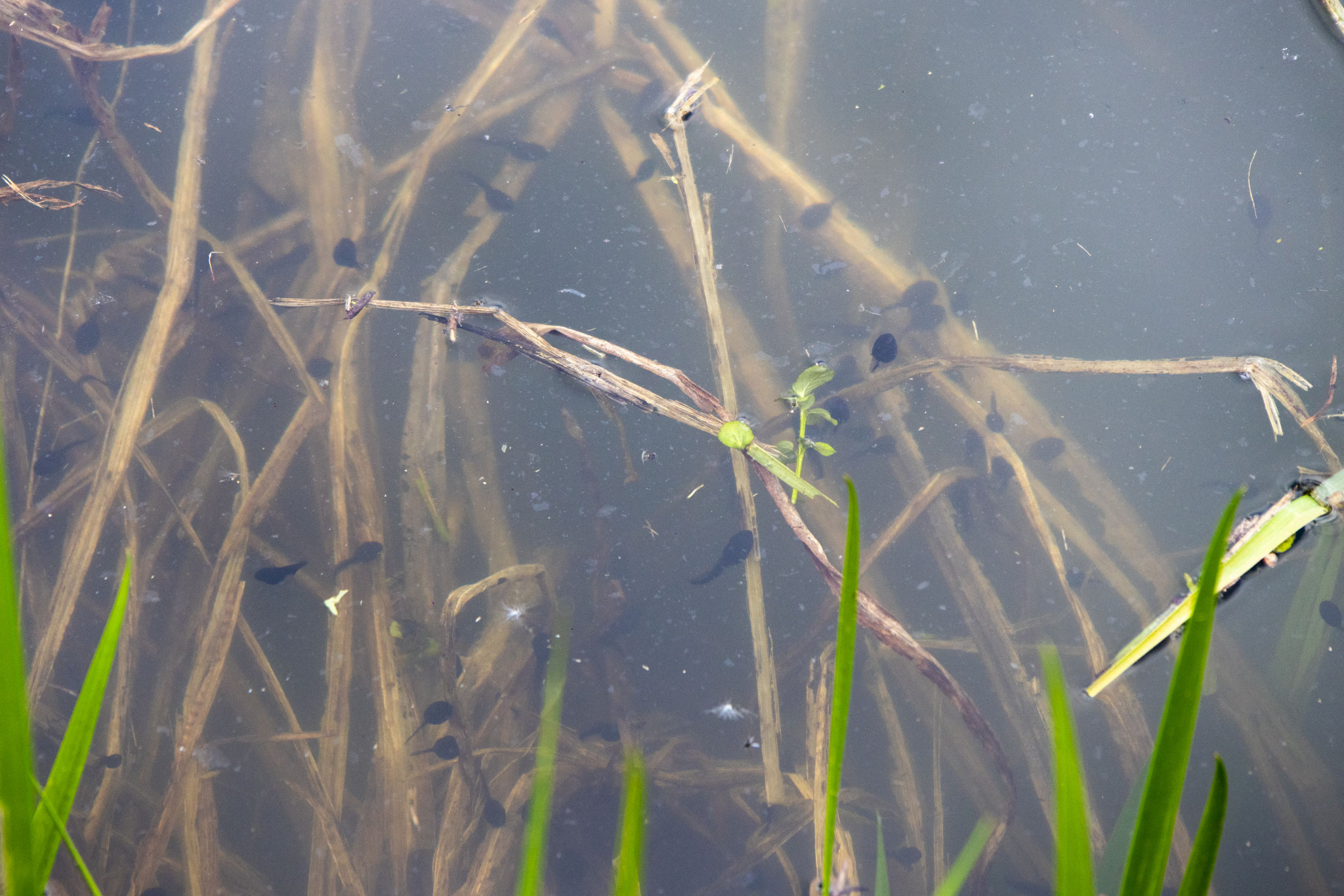 Kaulquappen im kleinen Teich (Foto: H. Budig)