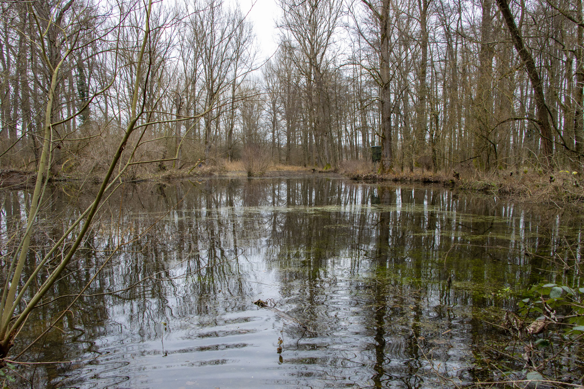 Gewann im Wüsten Bruch: Wasserfläche (Foto: B. Budig)