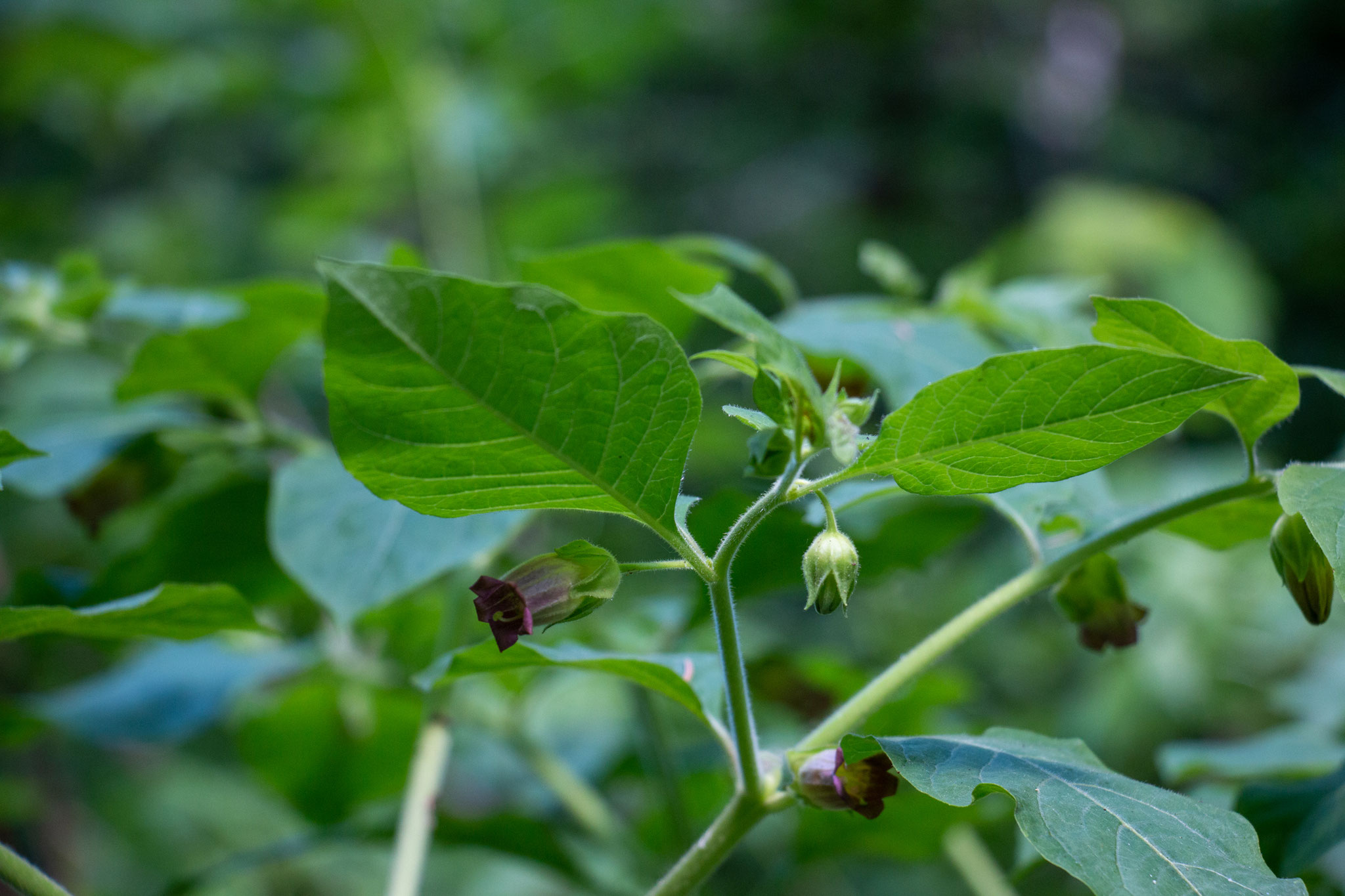 Tollkirsche/Atropa belladonna (Foto: B. Budig)