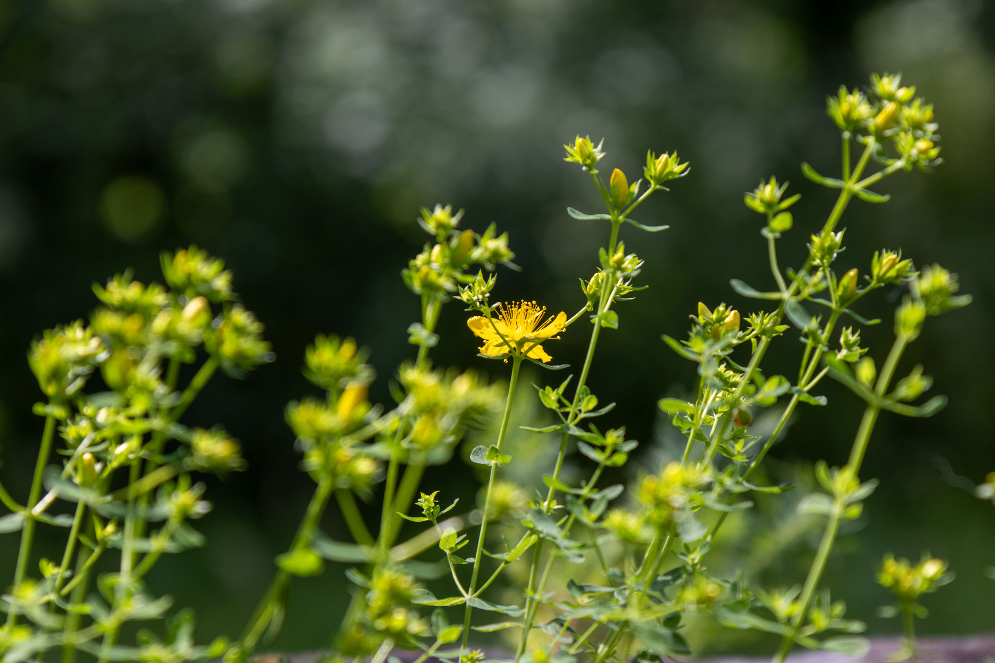 Tüpfel-Johanniskraut/Hypericum perforatum (Foto: B. Budig)