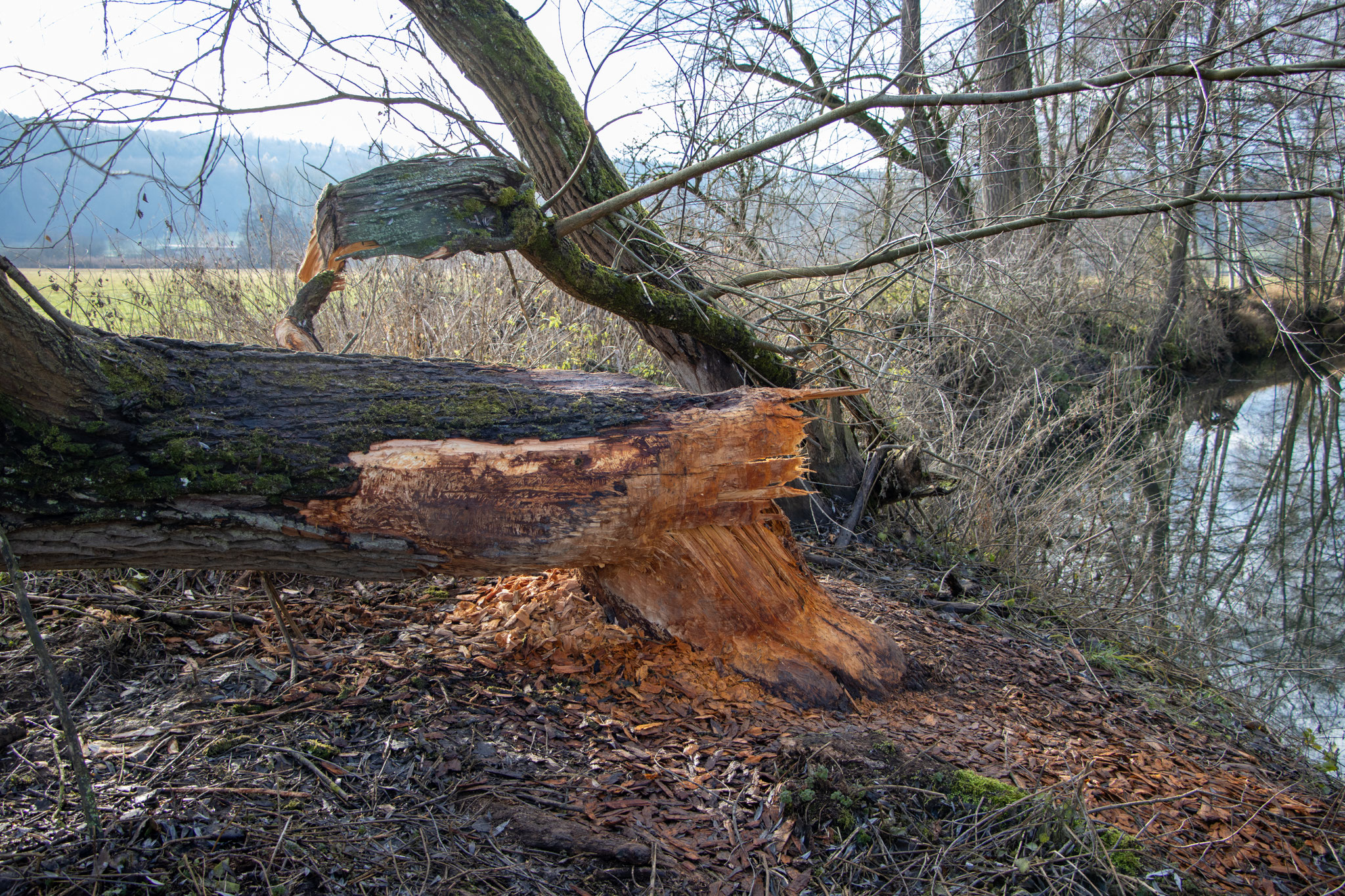 Gefällter Baum