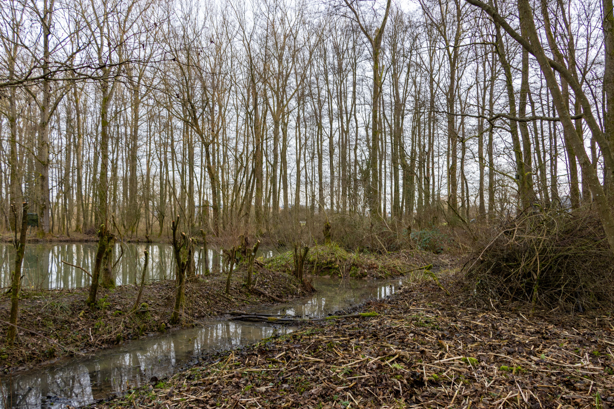 Rückschnitt der Schwarzdornhecke am Westufer (Foto: B. Budig)