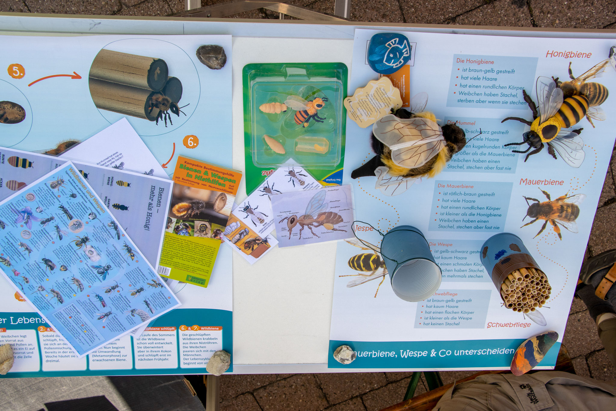 Bienenmodelle zum anfassen (Foto: B. Budig)