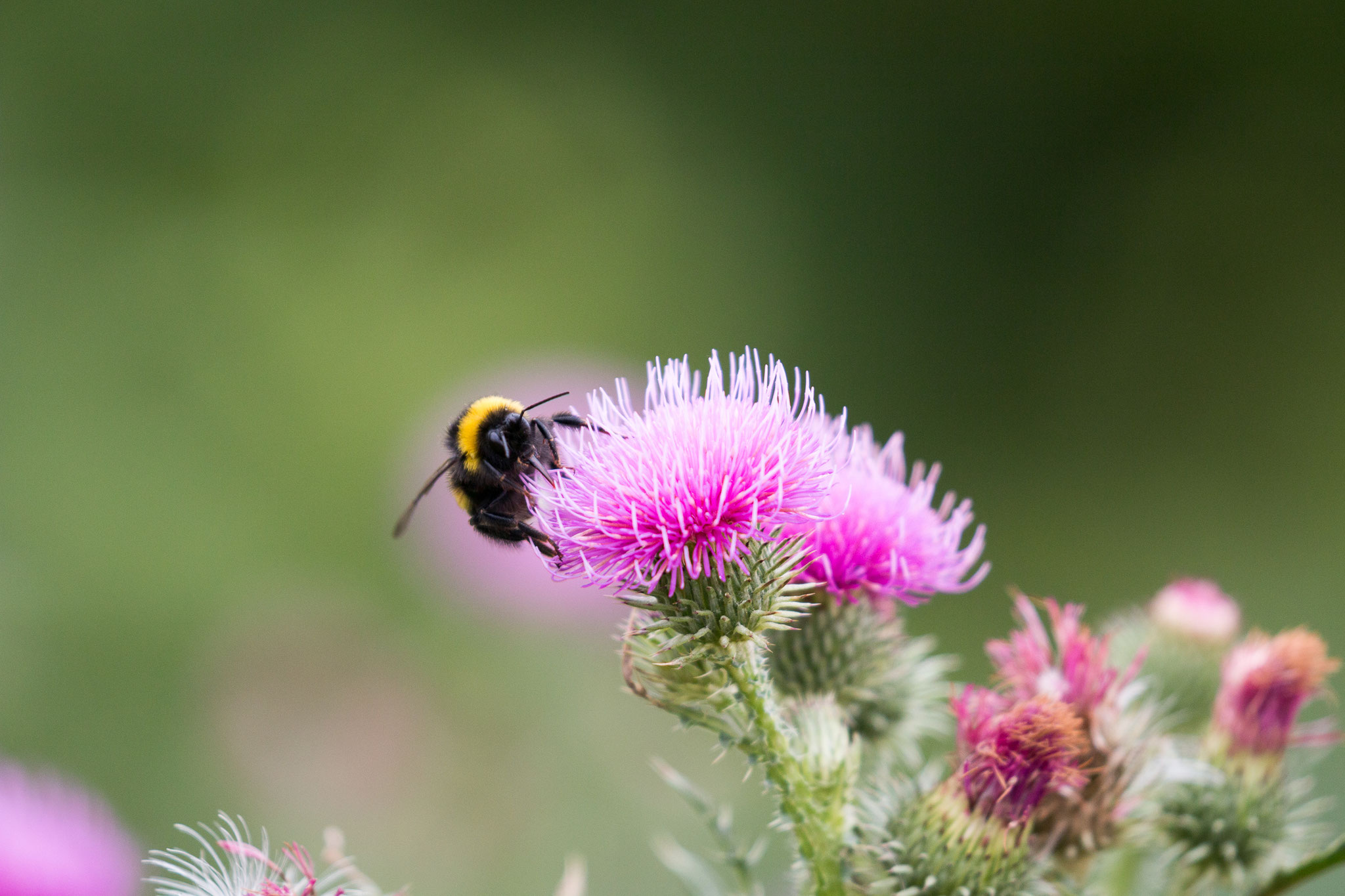 Dunkle Erdhummel auf Distel