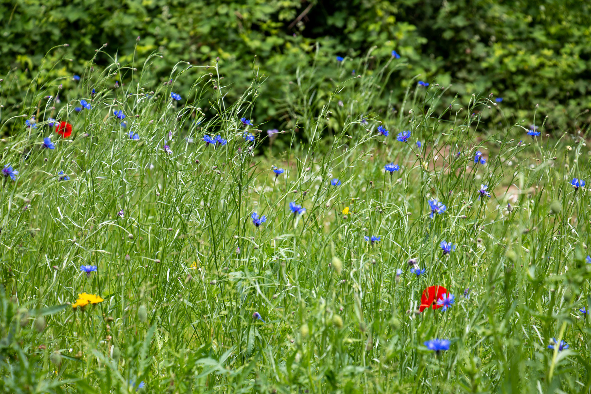 Kornblumen, Klatschmohn und Wiesen-Pippau zwischen Gräsern (Foto: B. Budig)