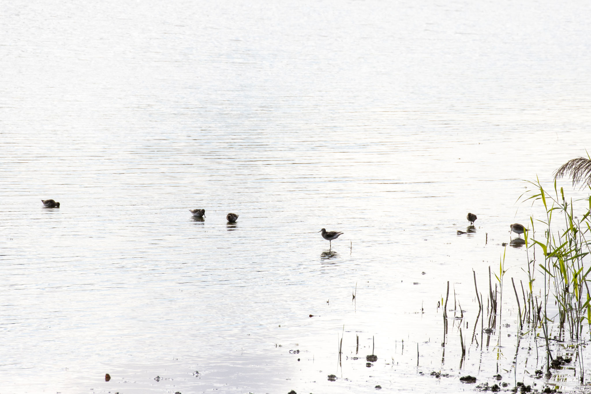 Watende Bruchwasserläufer am Uferrand (Foto: B. Budig)