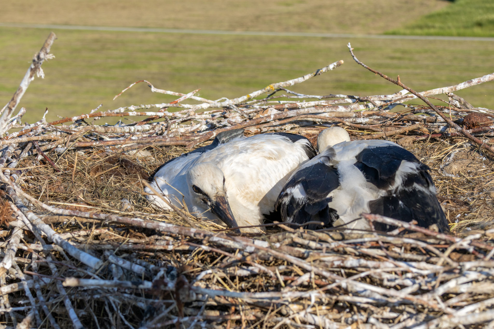 (Foto: H. Budig)